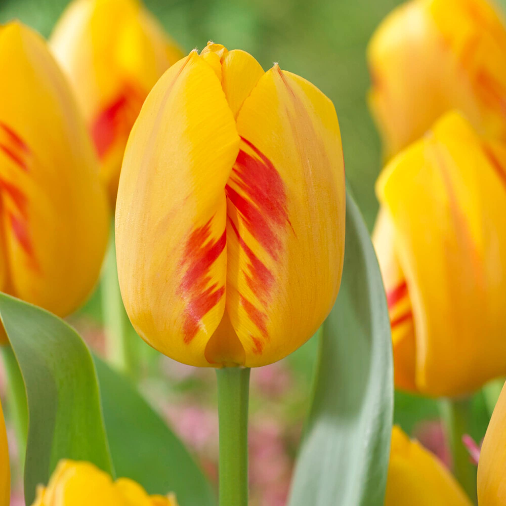 Garden State Bulb ECF-71-50-02 Multicolor Olympic Flame Darwin Hybrid Tulip Bulbs 50 Count