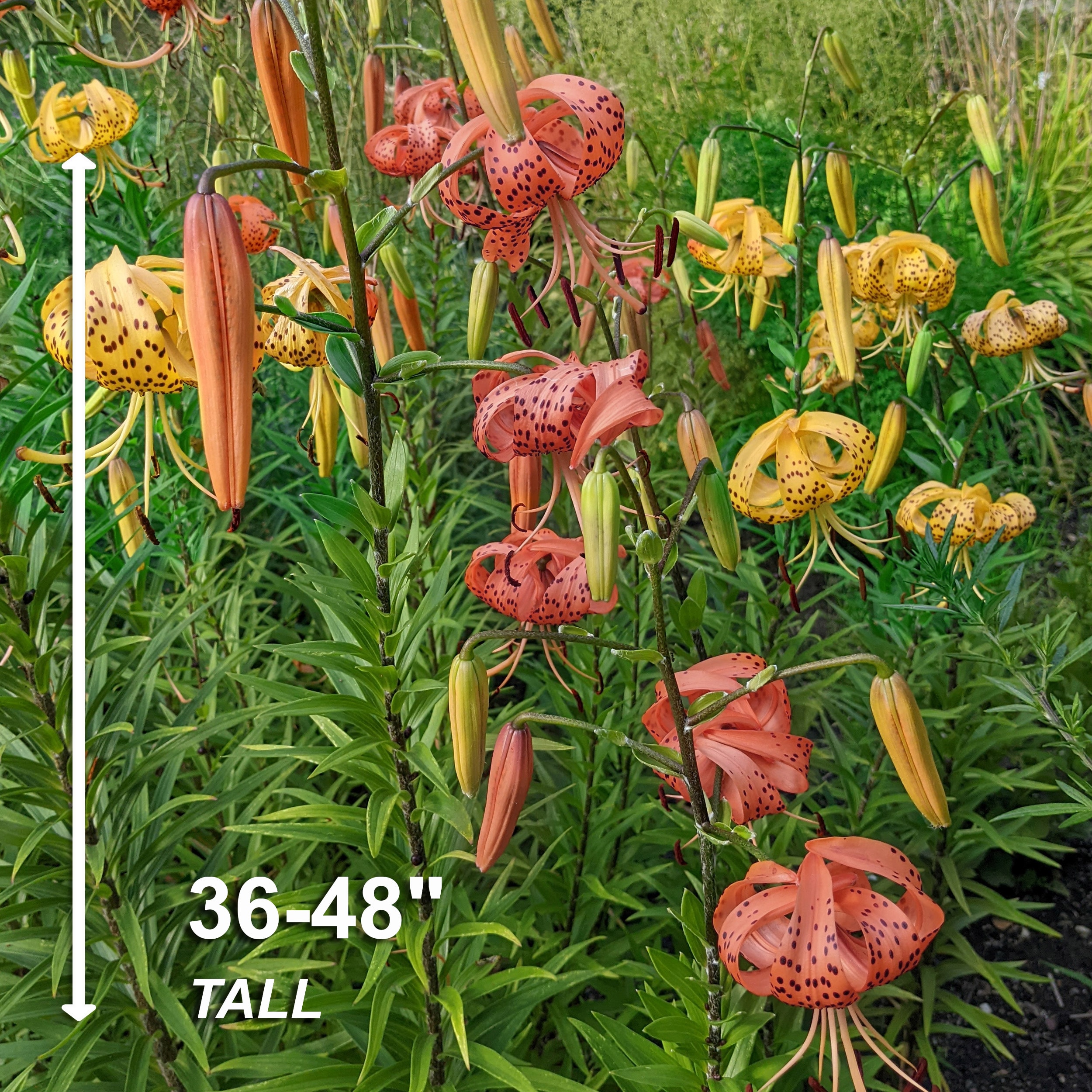 Garden State Bulb ECS-56-30-03 Plant-Bulbs - View #5