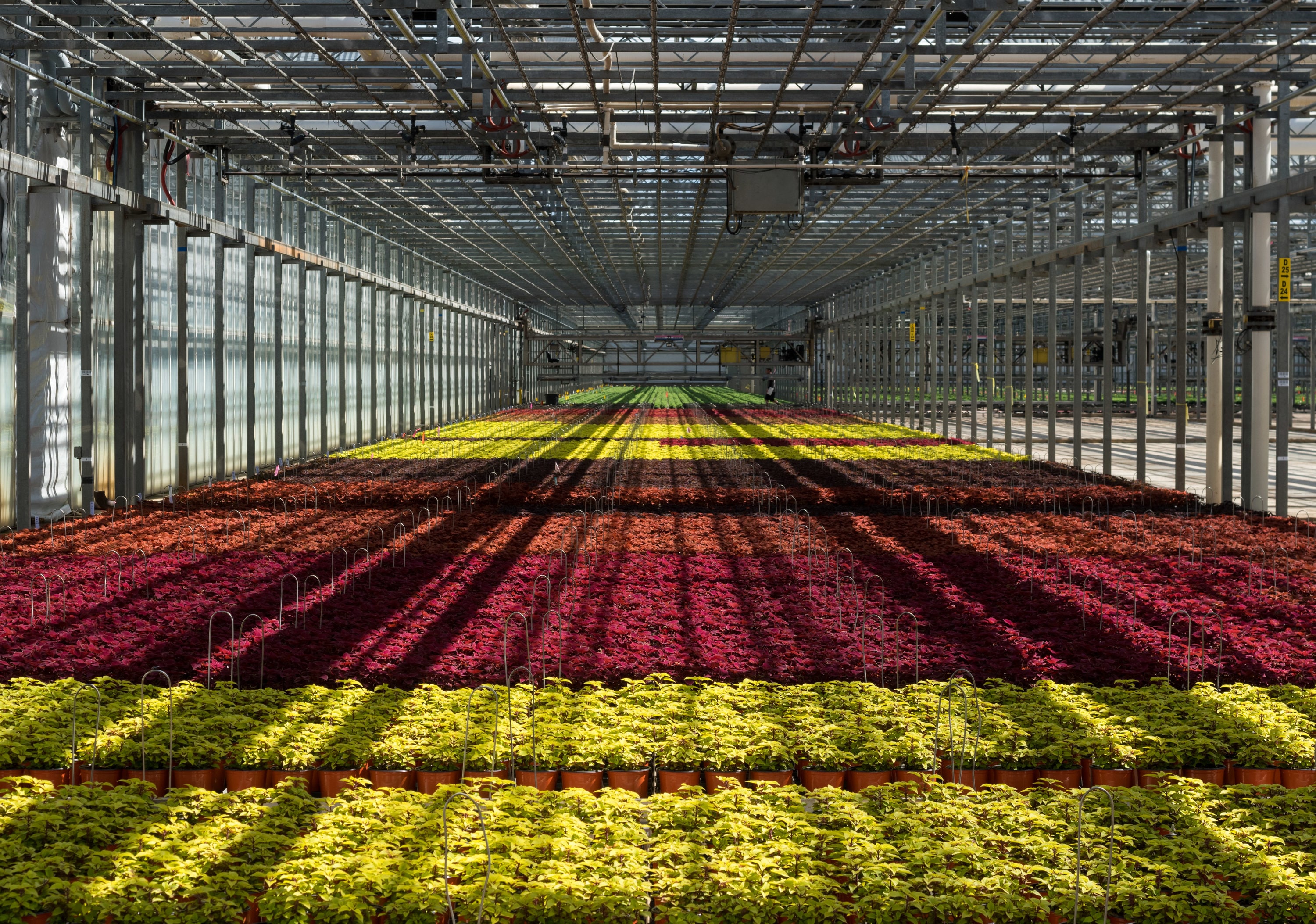 Metrolina Greenhouses 4352 annuals - View #6