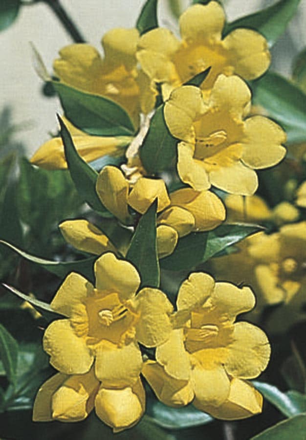 10  Starter Plants Carolina Jasmine Yellow Flowers Trailing Climbing Vines 