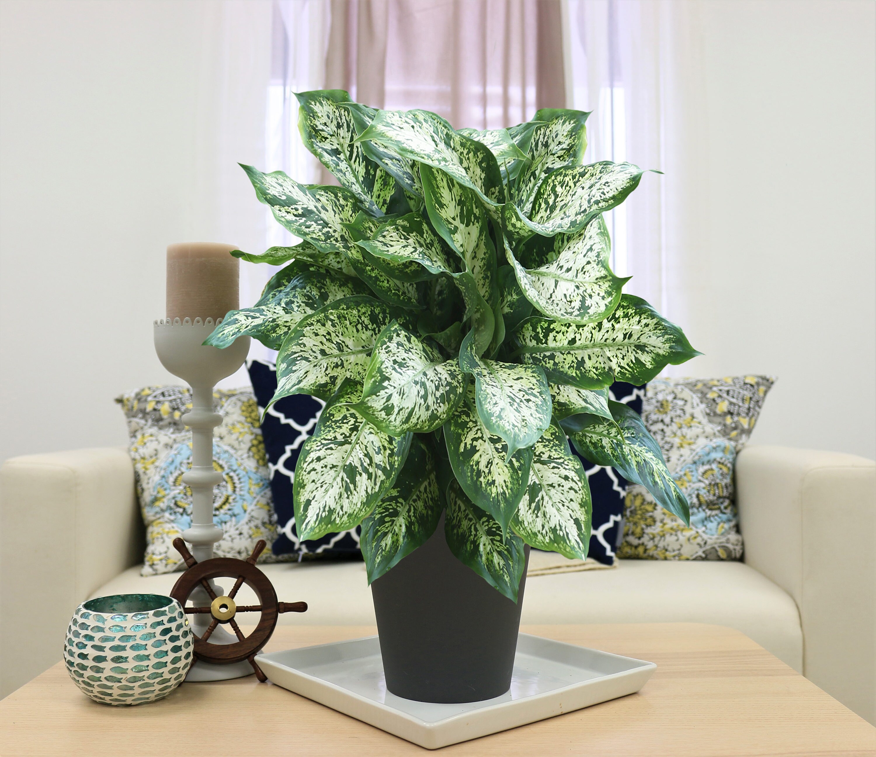 Waterwick Dieffenbachia House Plant in 1.4-Quart Planter in the House ...