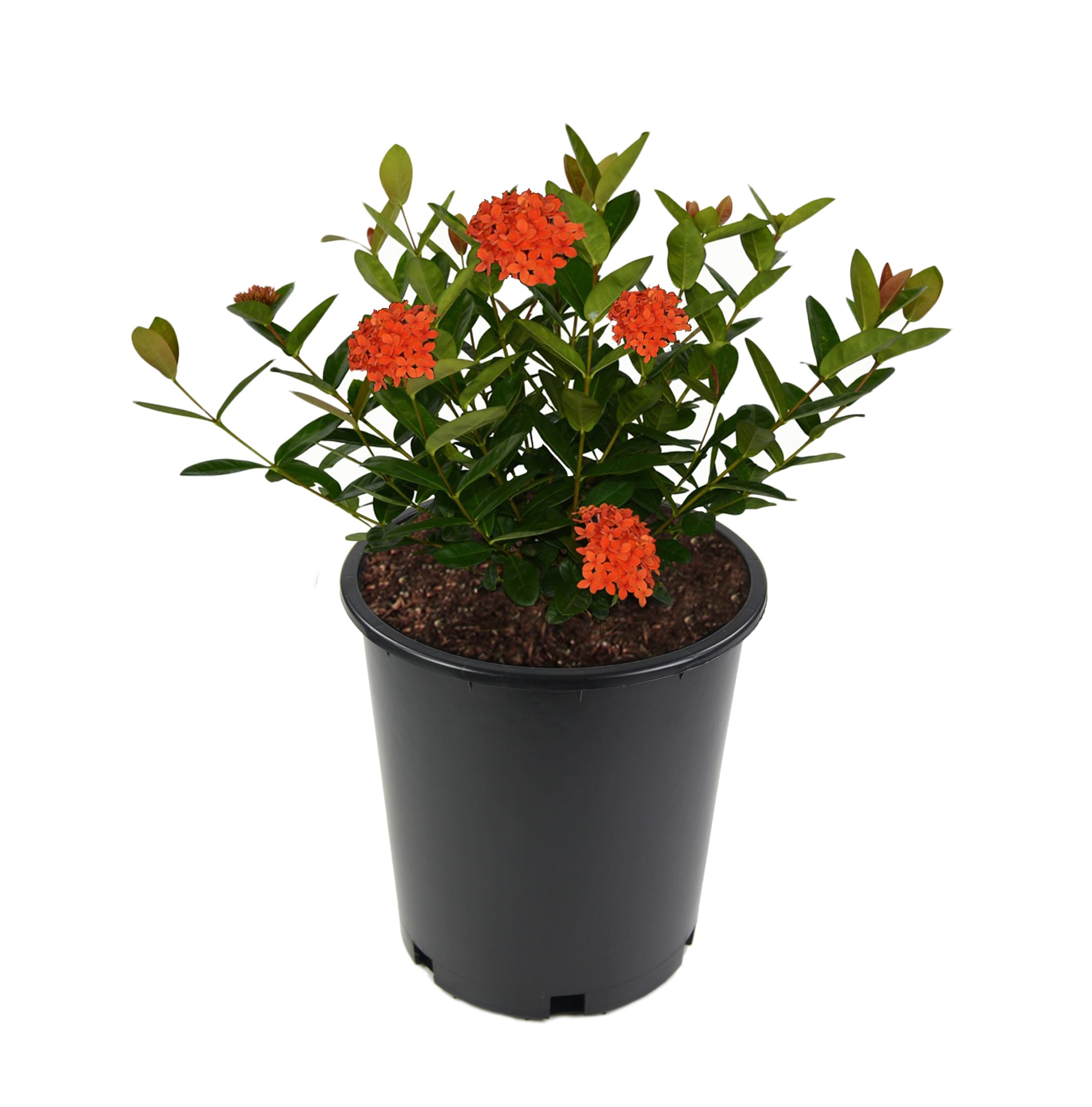 Ixora Shrubs at Lowes.com