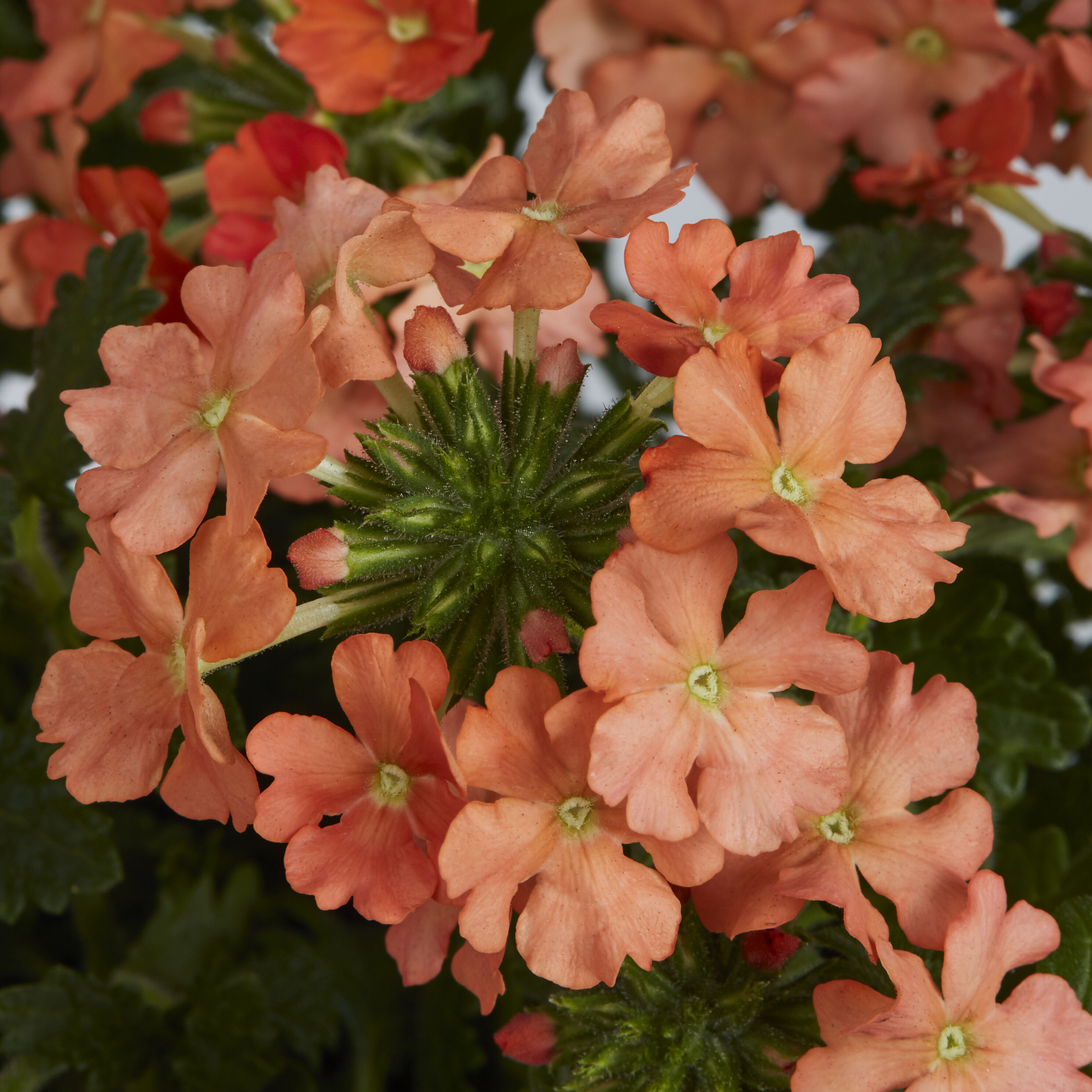 Lowe's NURSERY annuals - View #5