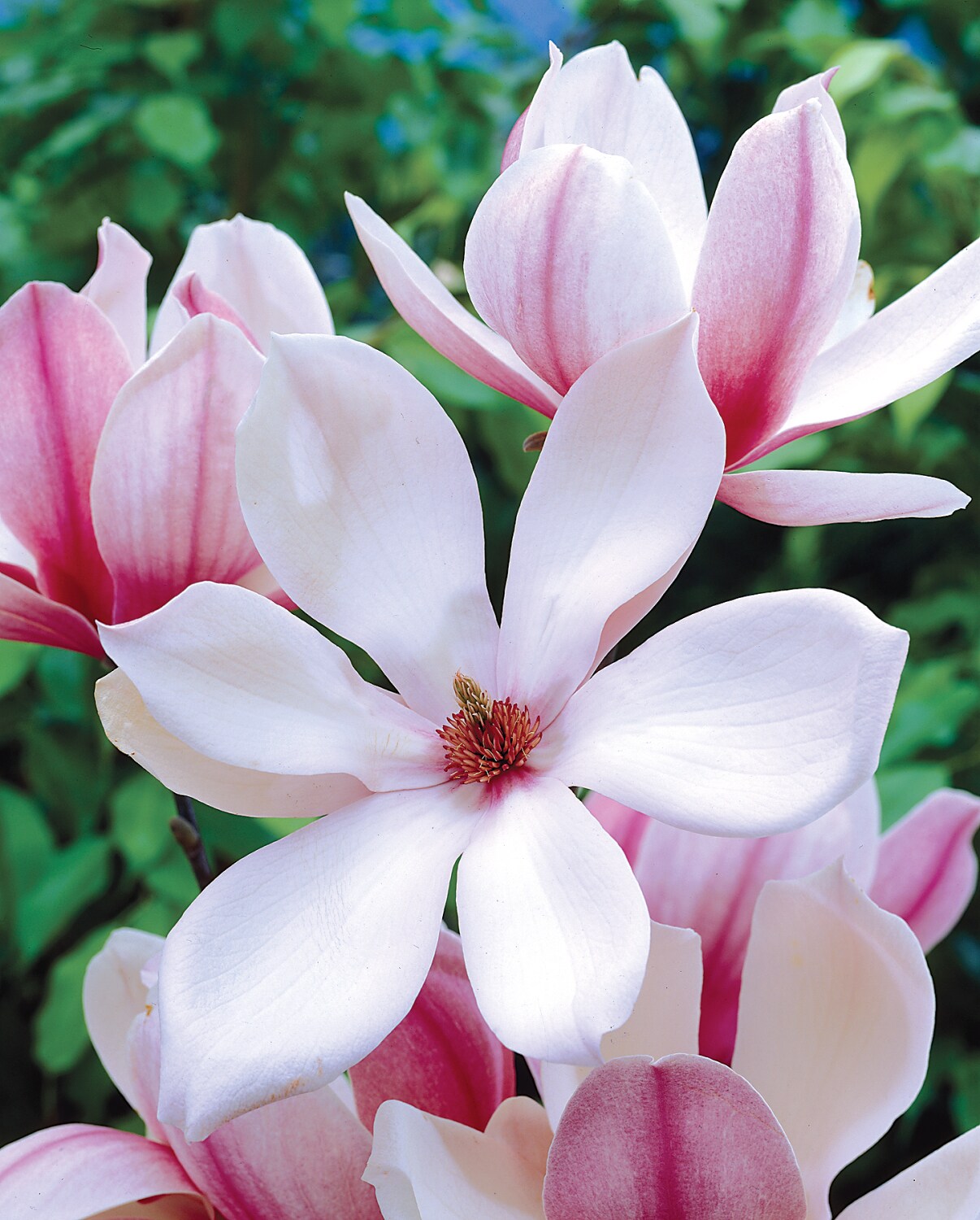 Spring Hill Nurseries Ann Magnolia Dormant Bare Root Flowering Starter ...