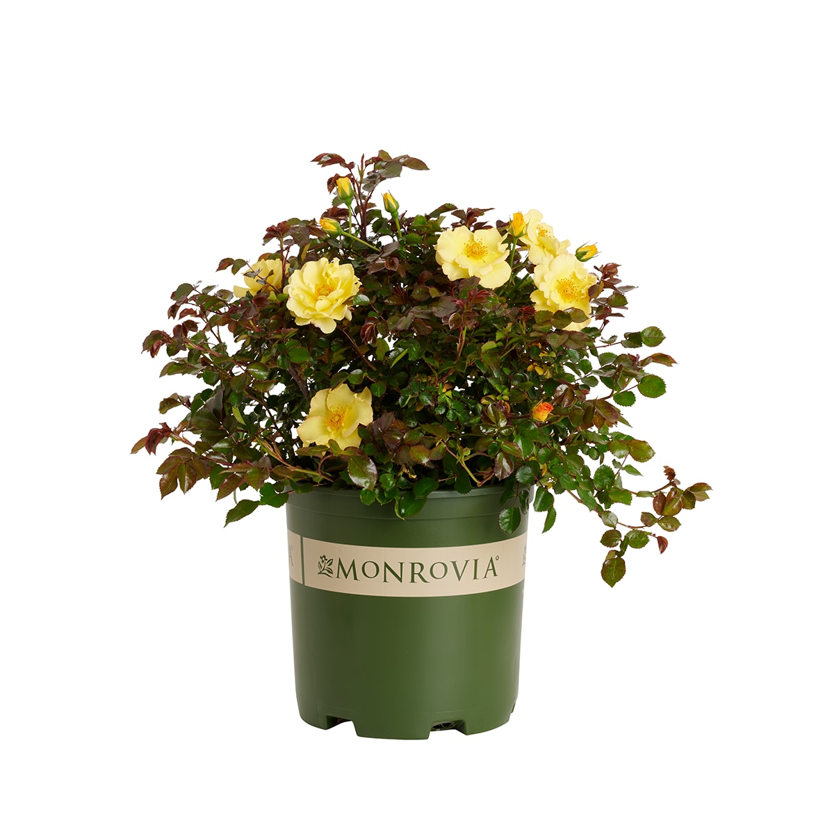 Monrovia Yellow Nitty Gritty Rose 1.73 -Gallon 1 -Pack in Pot #KT11242229000200000