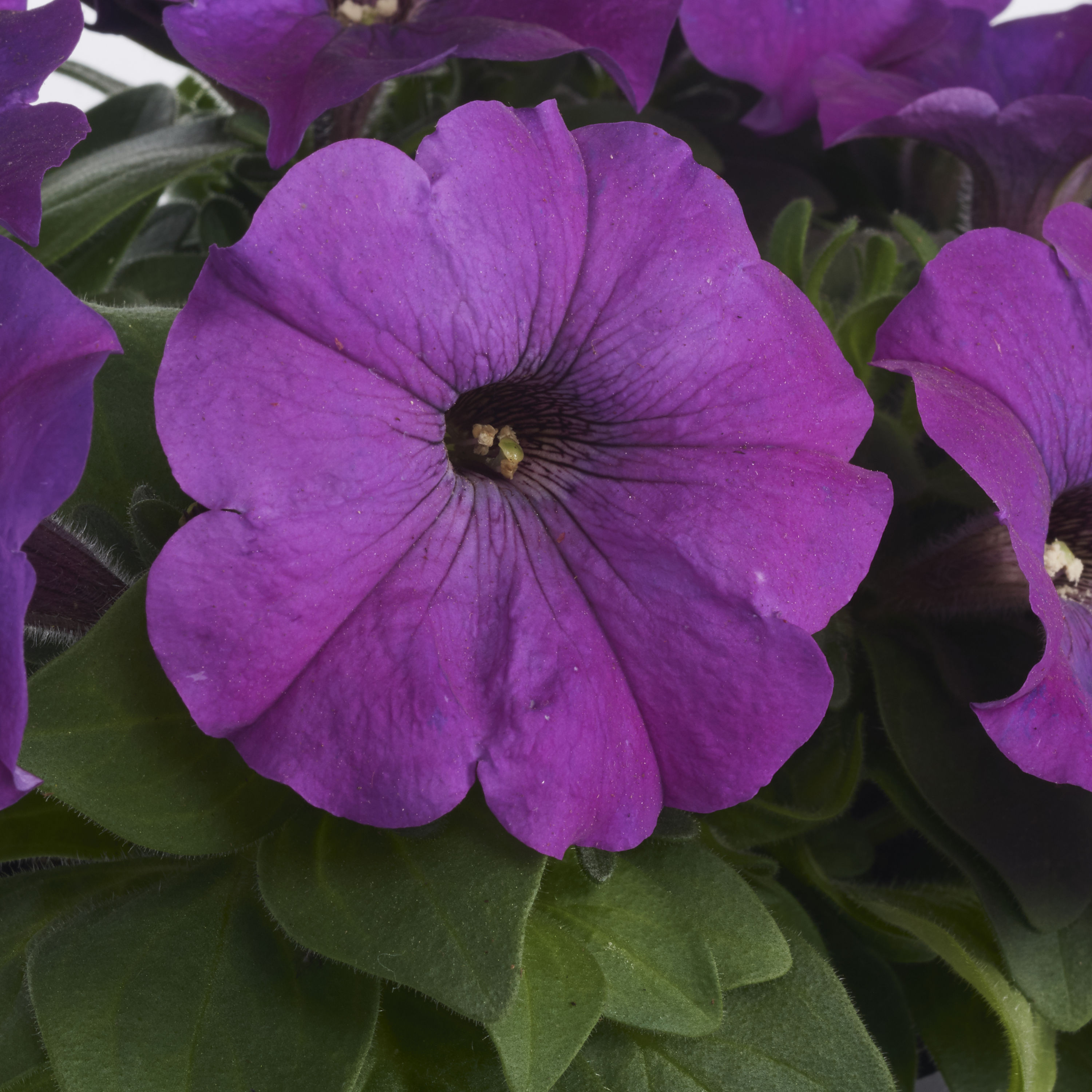 Lowe's NURSERY annuals - View #9