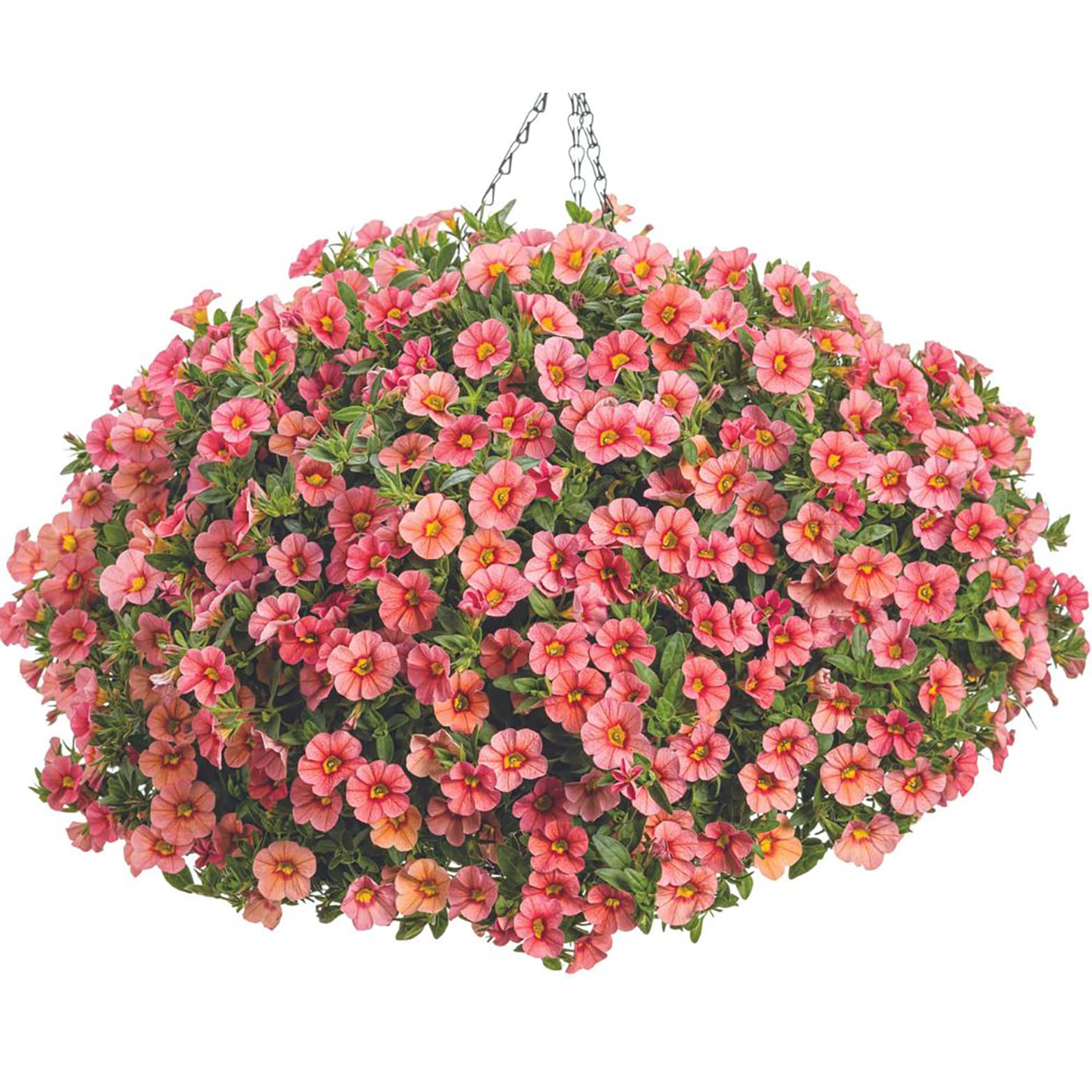 Proven Winners BELPRW1267504 annuals - View #5
