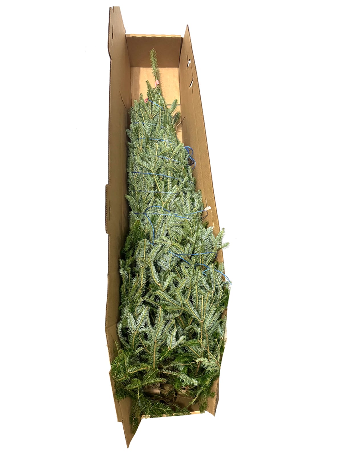  FIRFRA06B Fresh-Christmas-Trees - View #5