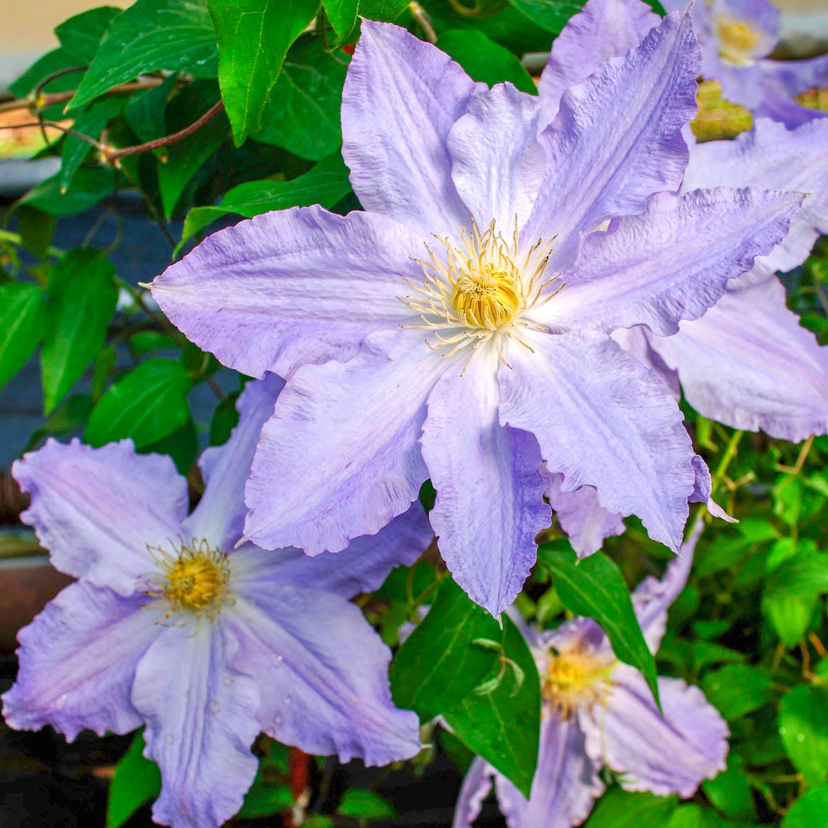 Spring Hill Nurseries Lavender Sea Breeze Clematis Vining Perennial ...