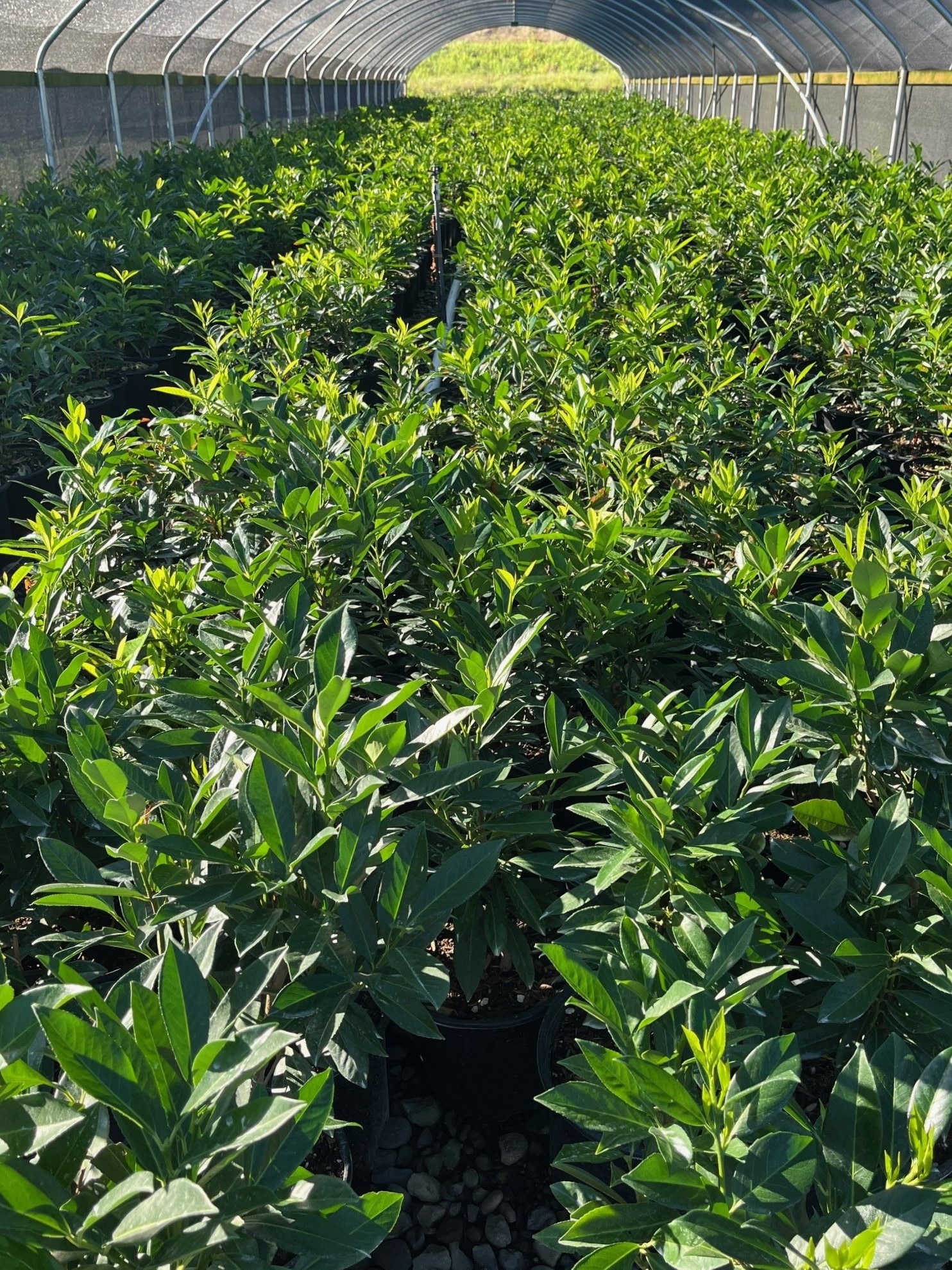  O621703 shrubs - View #2