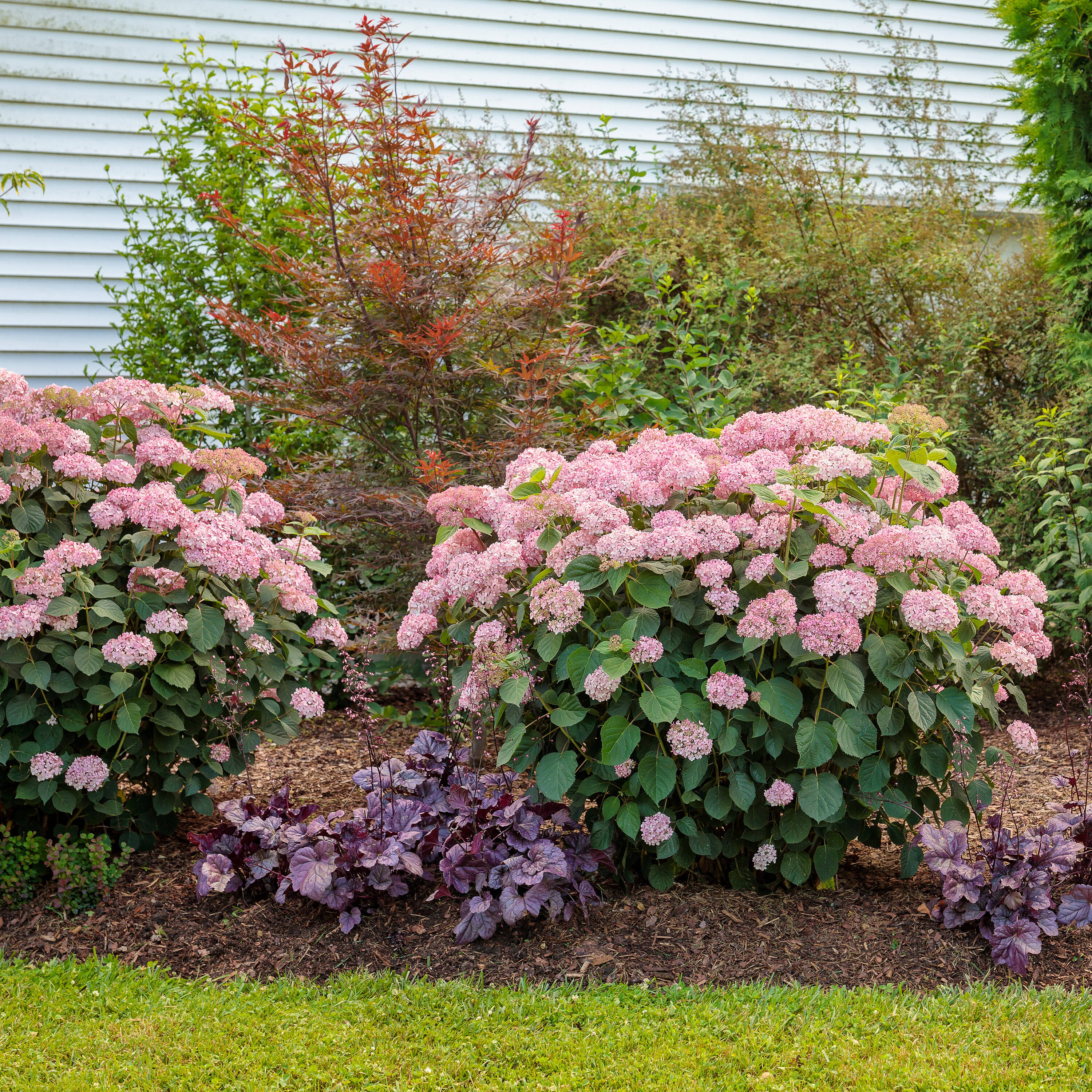 Proven Winners White Dolce 'wildberry' Coral Bells Plant in 1-Quart Pot ...