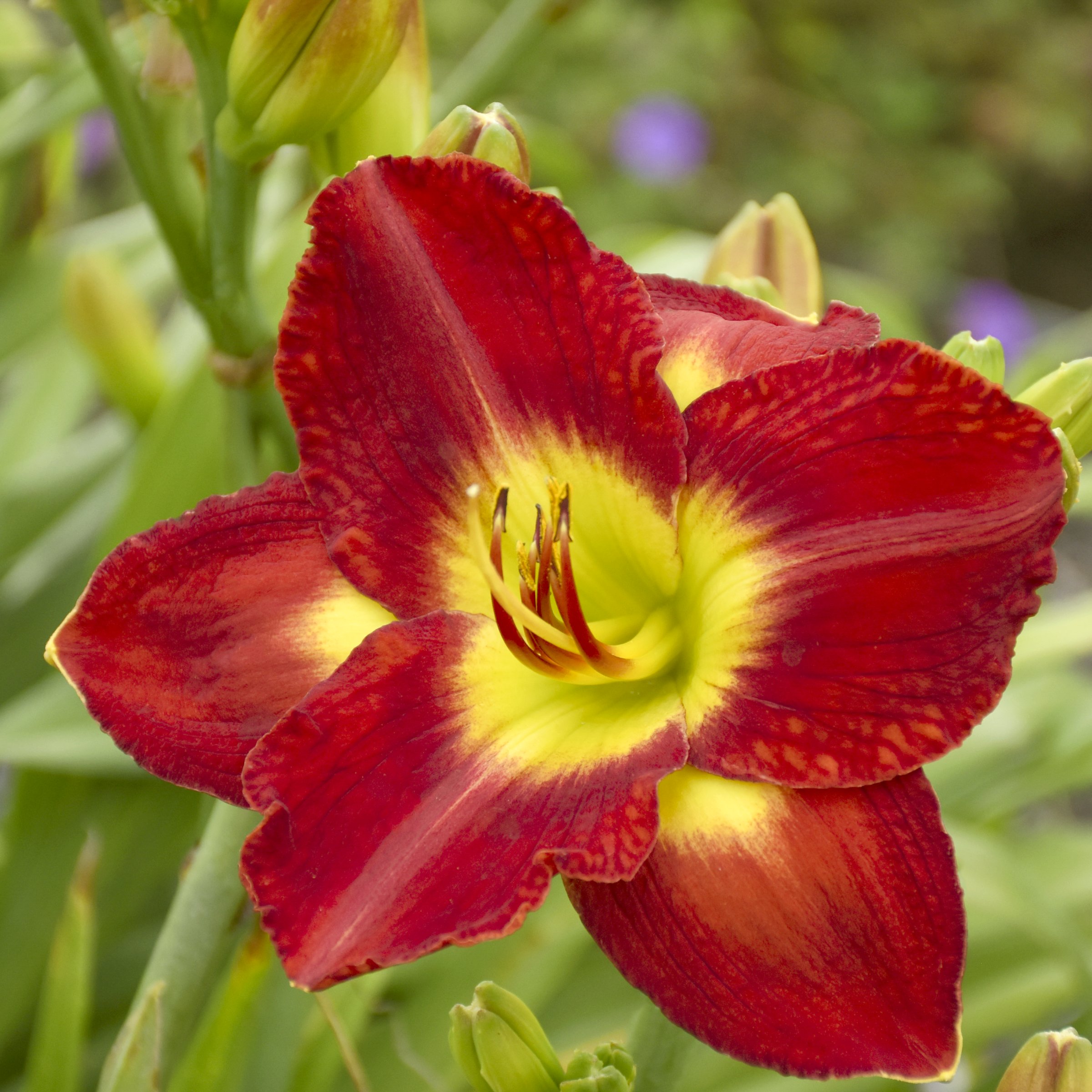 National Plant Network LW2611 perennials - View #7