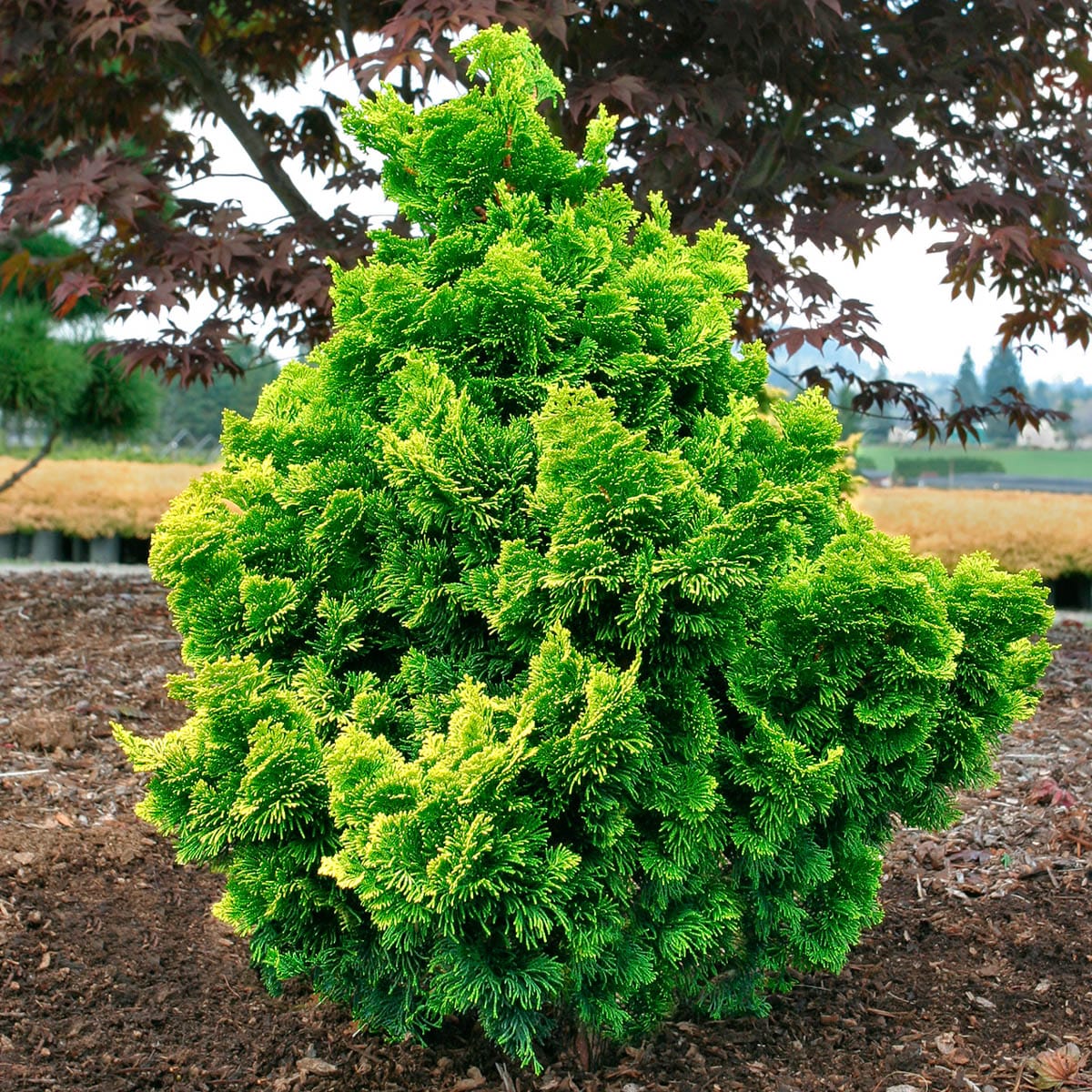 Spring Hill Nurseries 96258 Golden Dwarf Hinoki Accent Shrub in 2.25 -Gallon Pot 1 -Pack