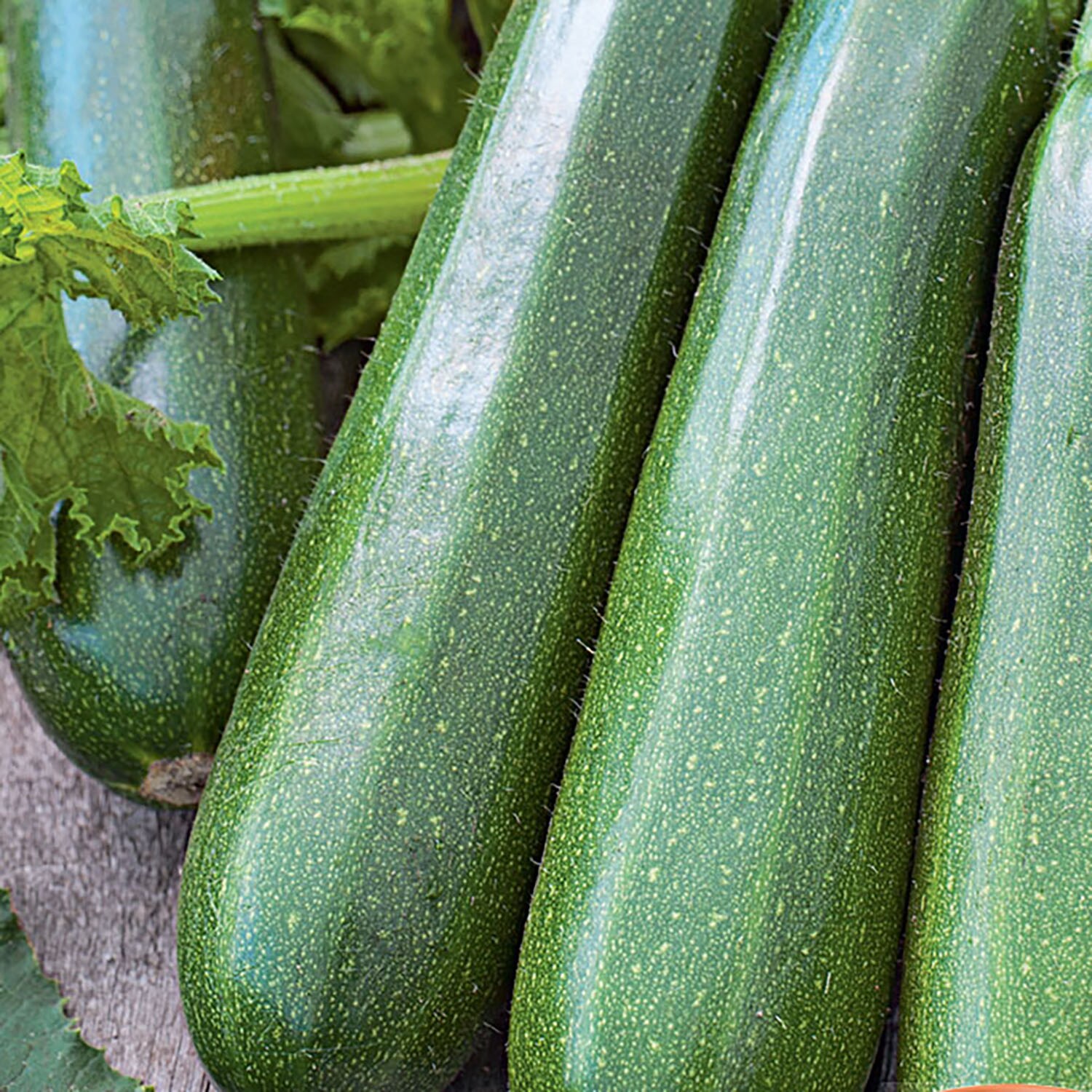 Ferry-Morse 249.551126.0718 Vegetable-Herb-Seeds - View #3