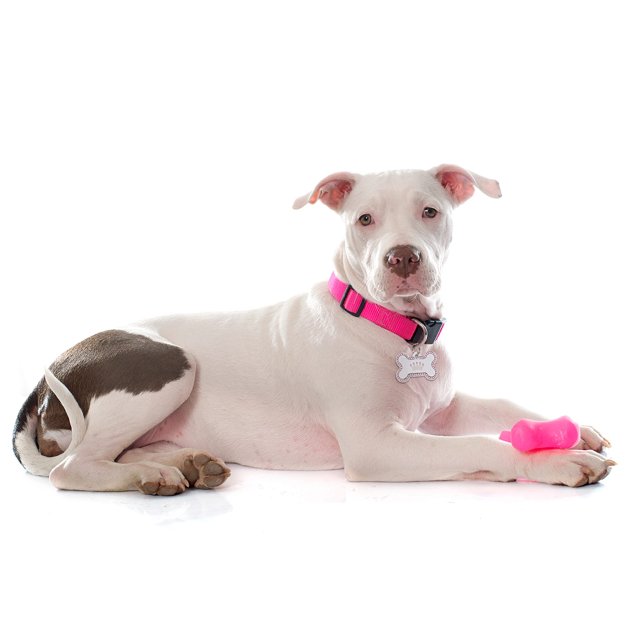 Quick-Tag 7706-02-555 Dog-Collars-Harnesses - View #4