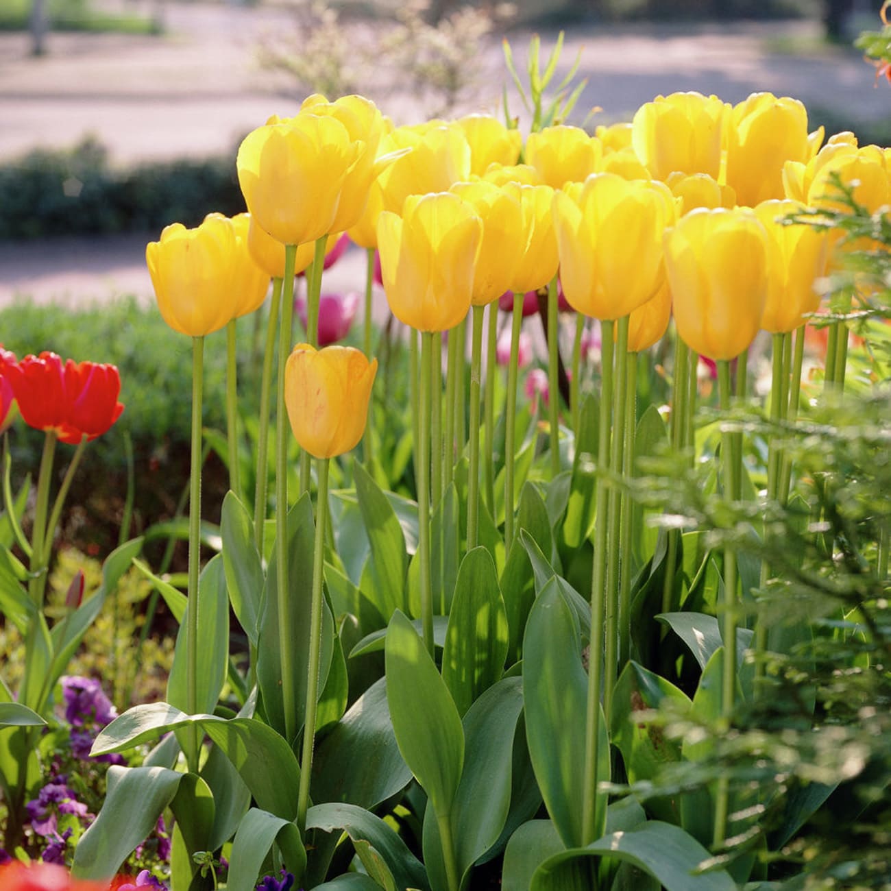 Van Zyverden 88019 Plant-Bulbs - View #3