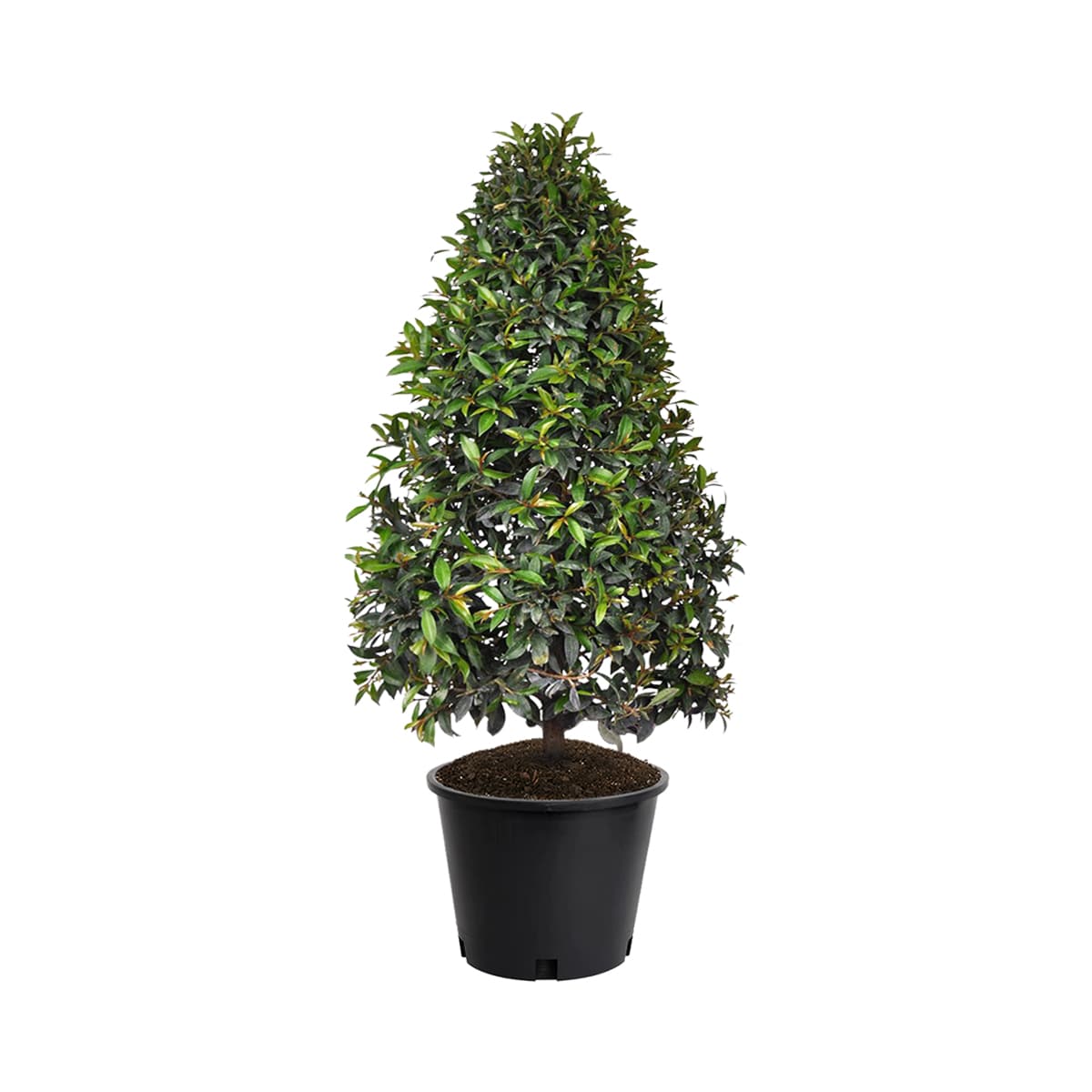 Lowe's 12026 Eugenia Cone Topiary Accent Shrub in 2 -Gallon Pot 1.0 -Pack with Green Blooms