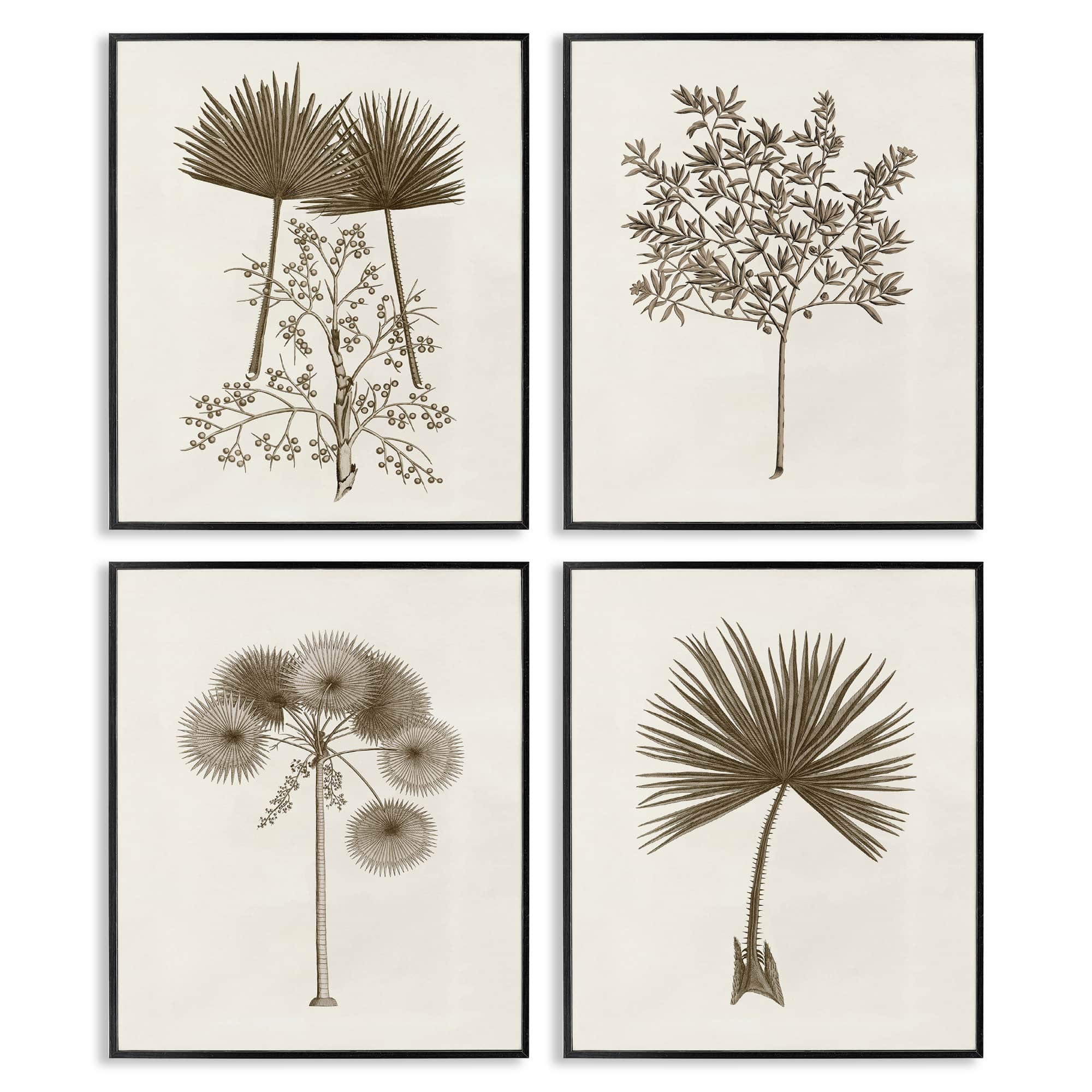 Stupell Industries A4-271-FR-4PC-11X14 Various Vintage Palm Leaves 4pc Framed Giclee Set Design by Phillipa Katz