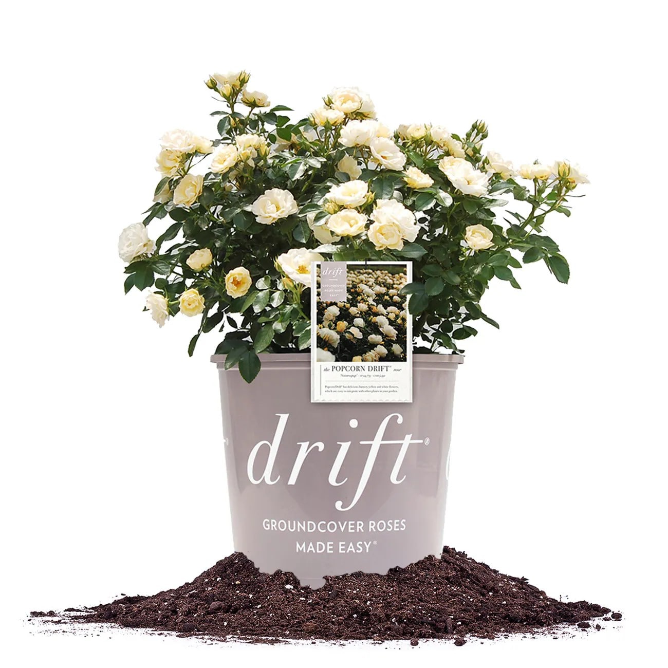 Lowe's 62471 Yellow Popcorn Yellow Drift Rose 2 -Gallon 1 -Pack in Pot