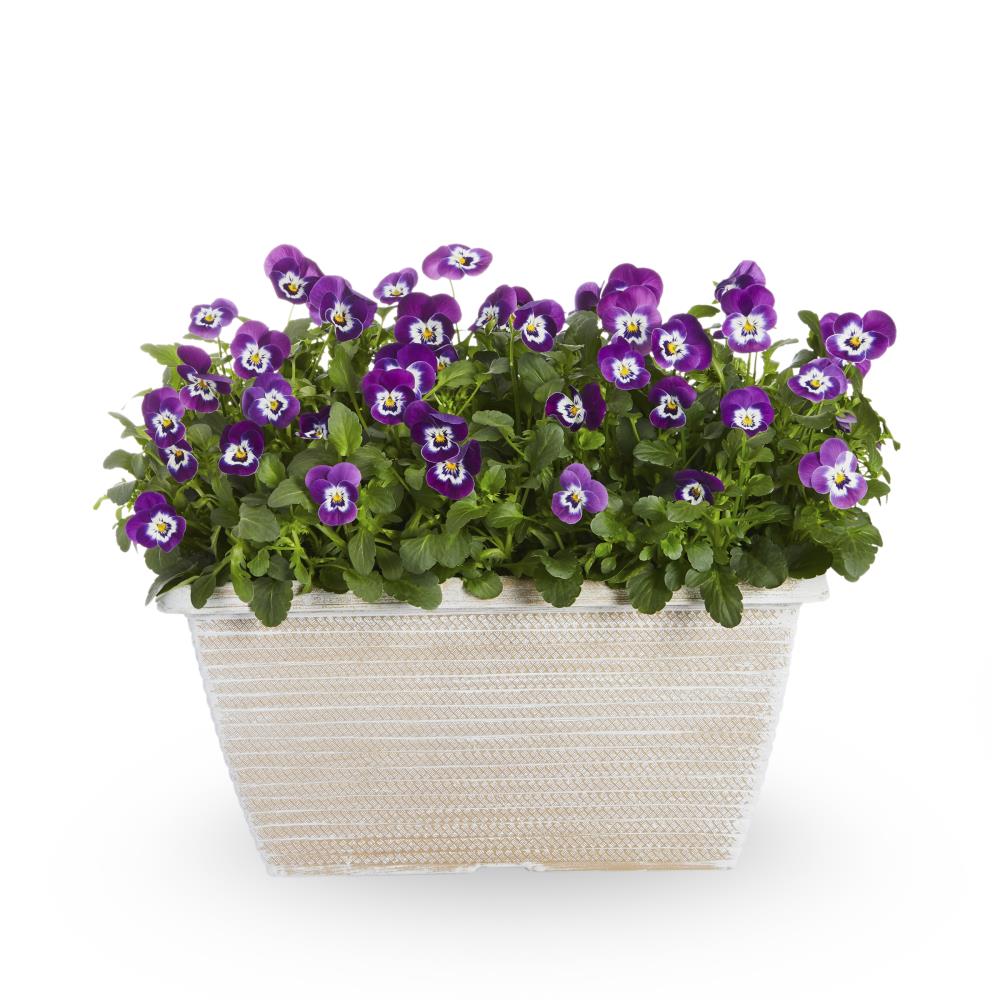 Lowe's Multicolor Viola Plant in 1.5Gallon (s) Planter in the
