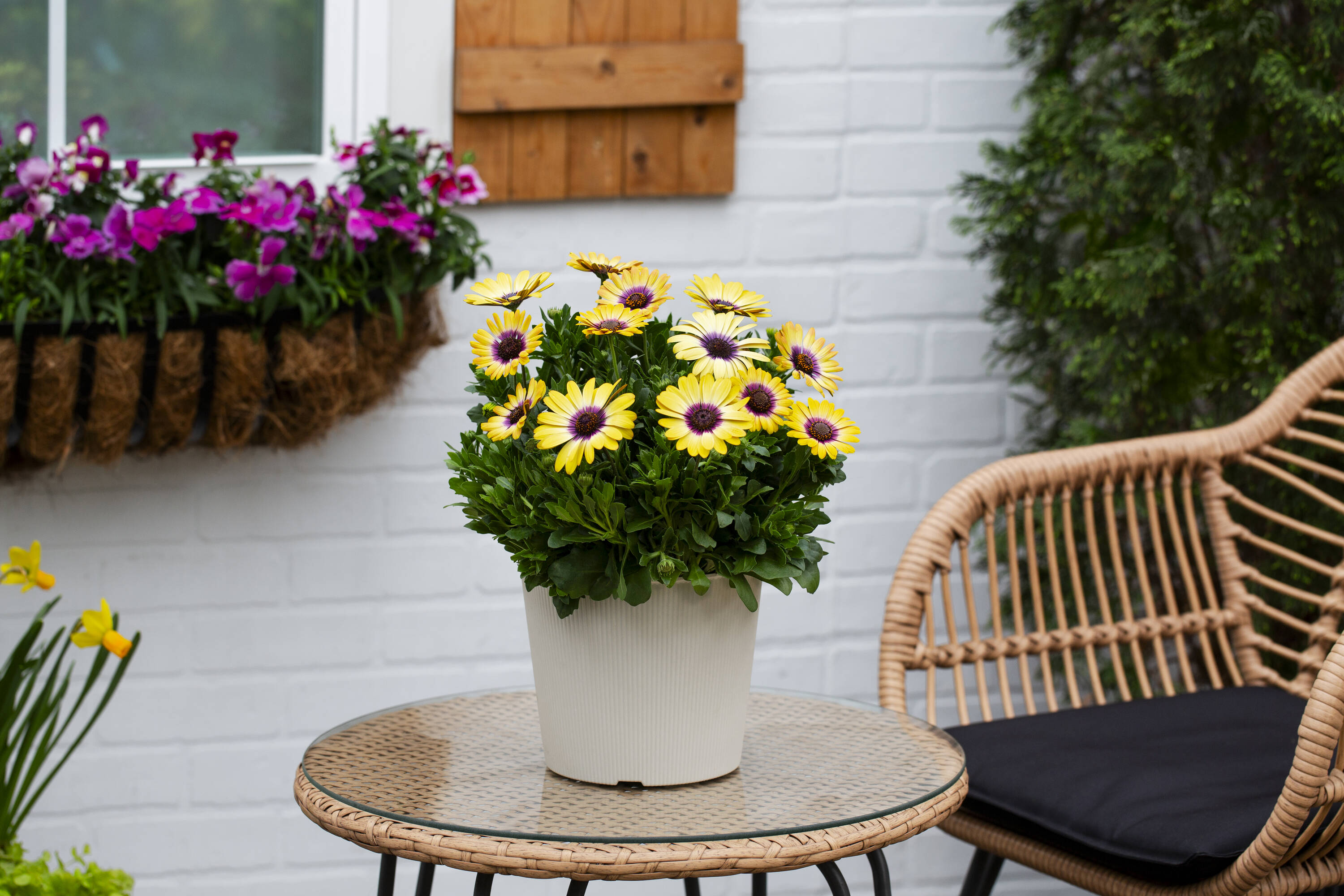 Monrovia 4832 annuals - View #3