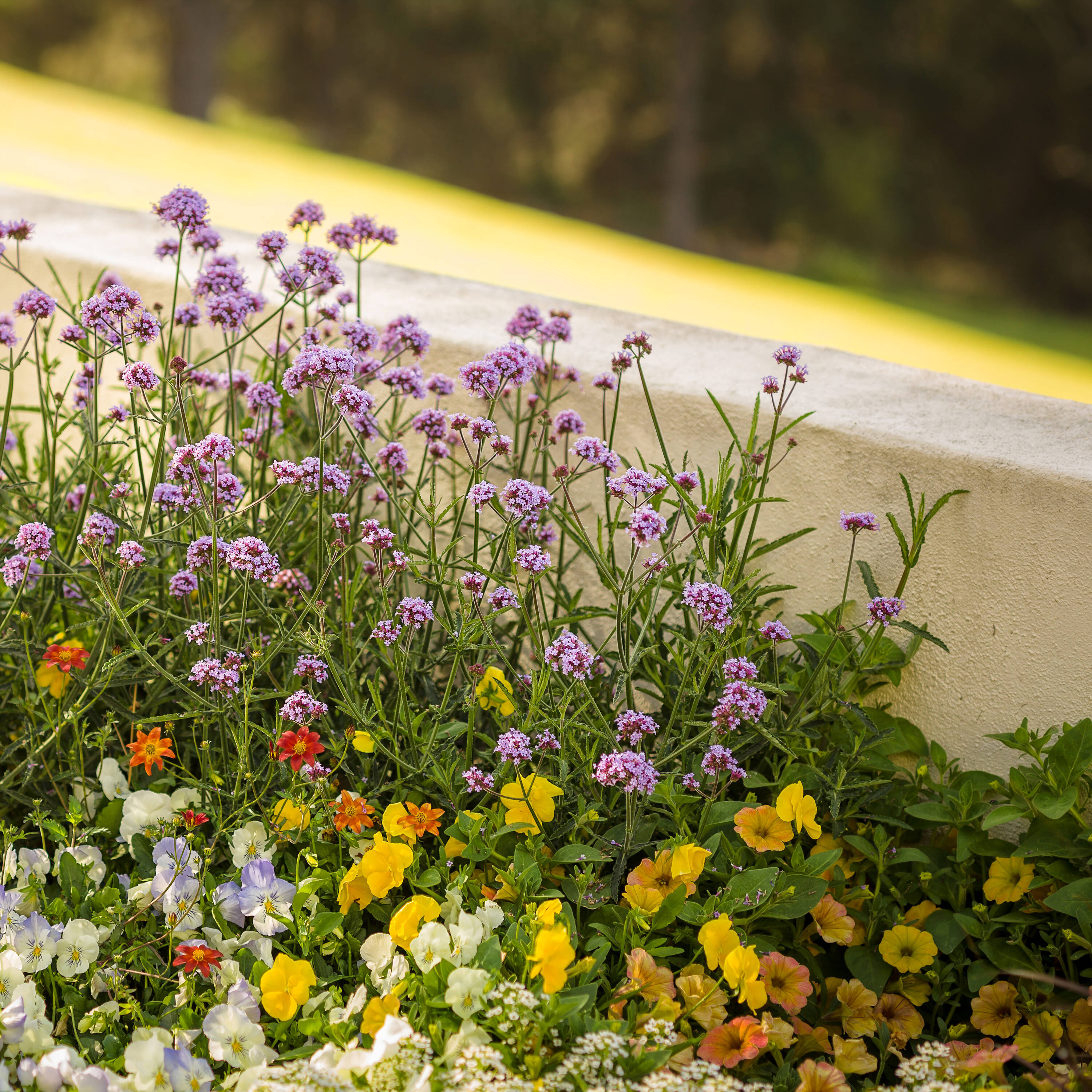 Proven Winners SUPPRW1417504 annuals - View #8