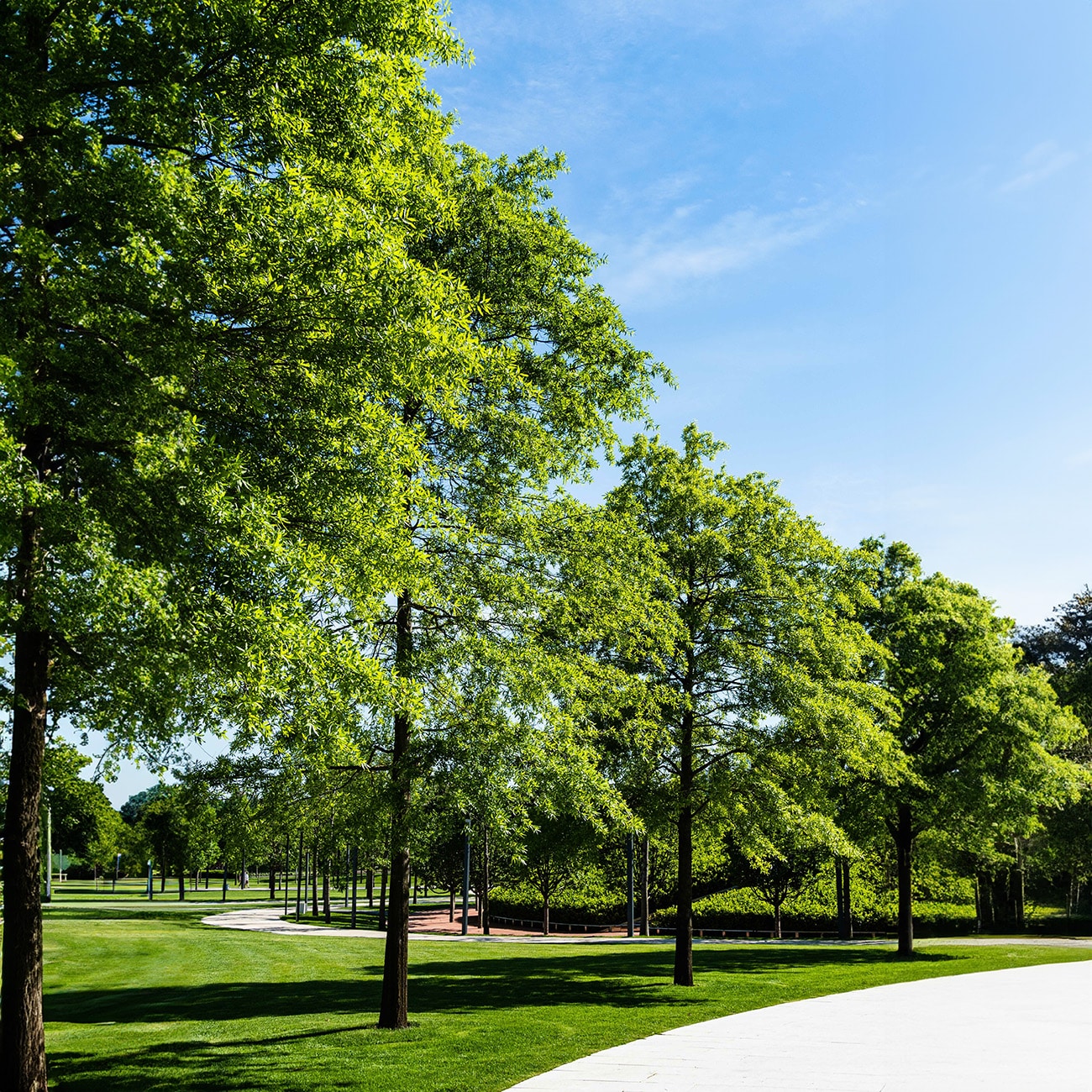 Perfect Plants LOWILLOWOAK3G trees - View #7