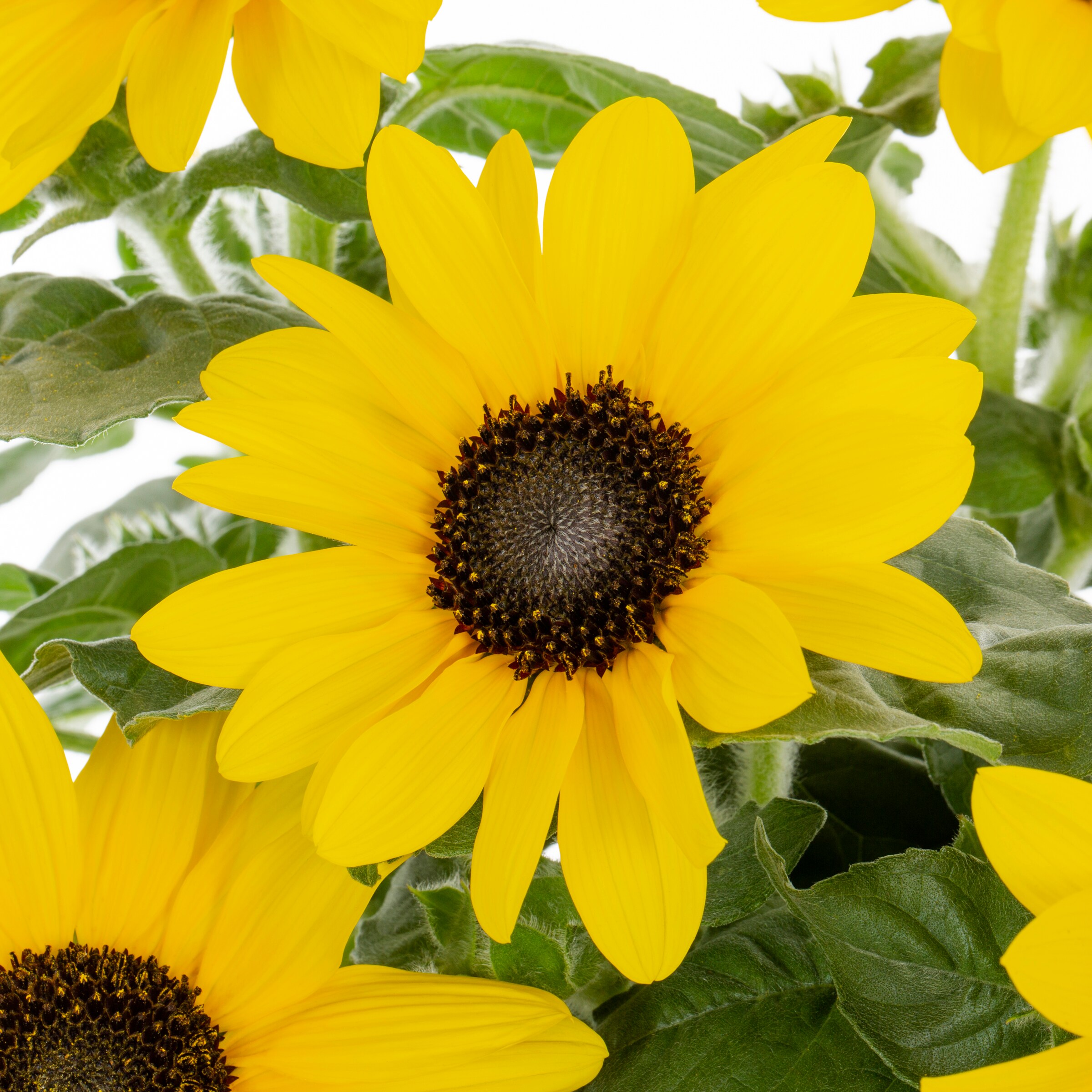 Lowe's Multicolor Sunflower in 1.15-in Pot in the Annuals department at ...