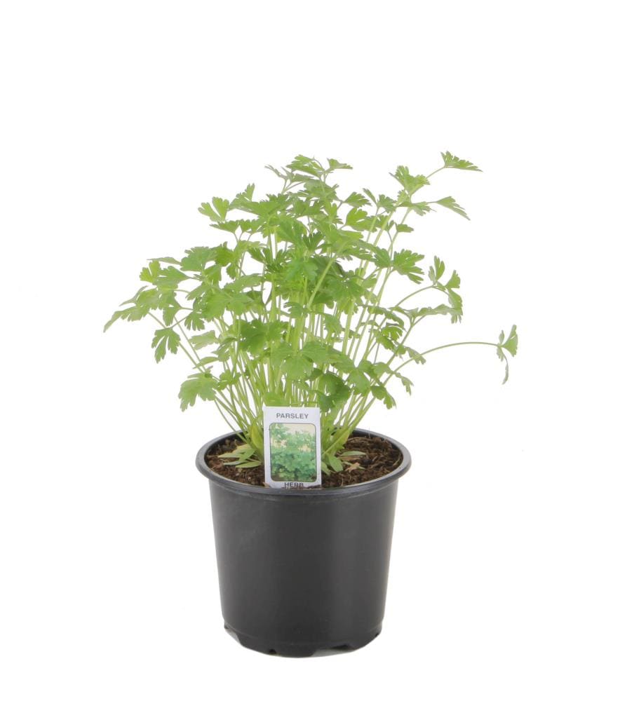 Lowe's NURSERY 1.0 -Pack Herb Plant in Pot