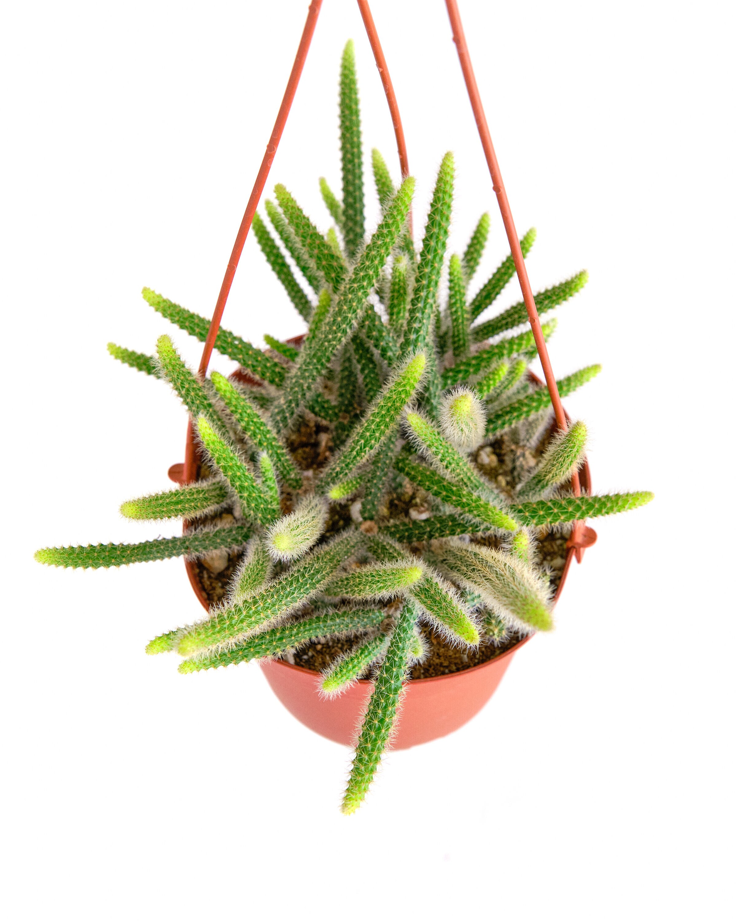 Shop Succulents 1-RAT-TAIL-6-1PA Cacti-Succulents - View #3