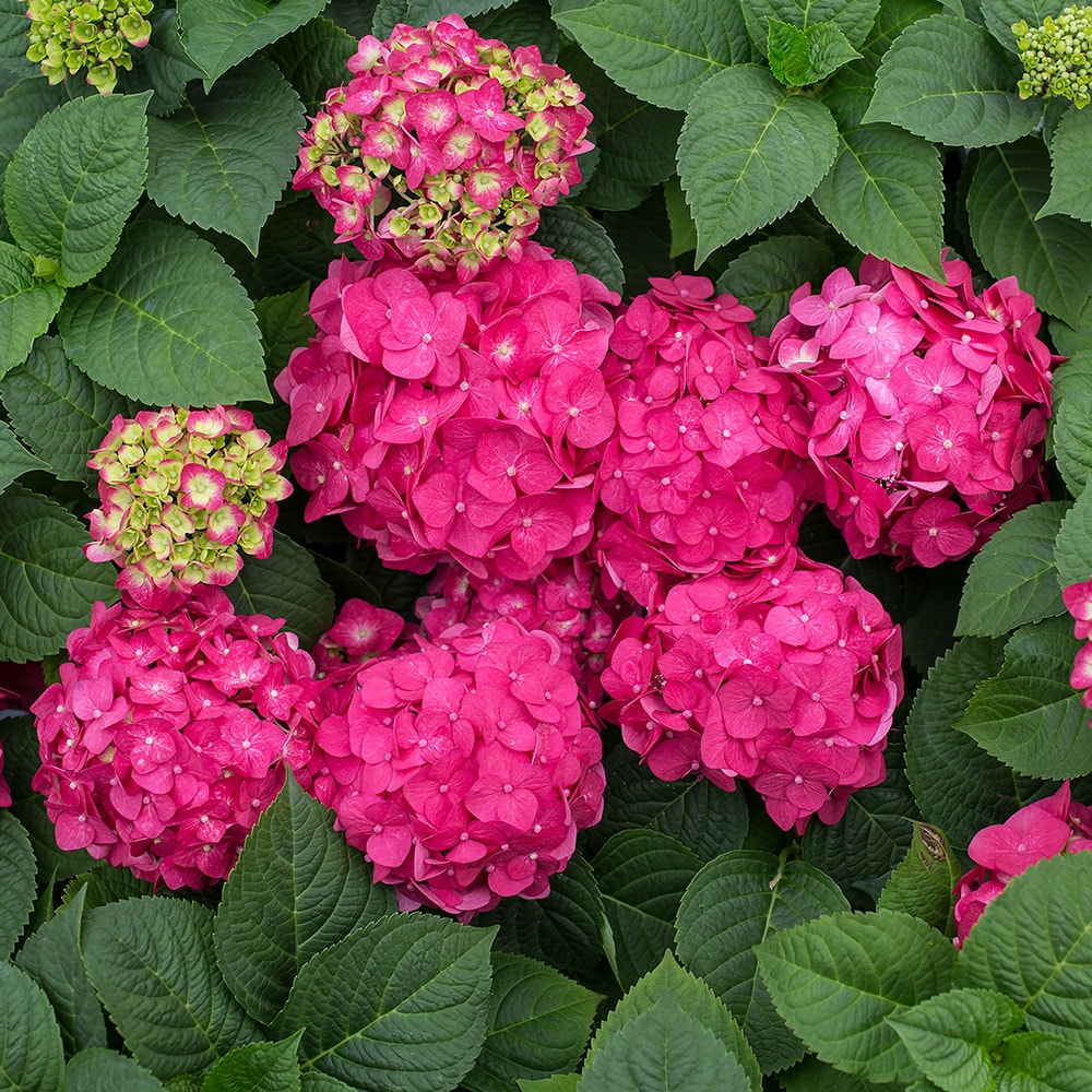Image of Endless Summer Pretty in Pink hydrangea