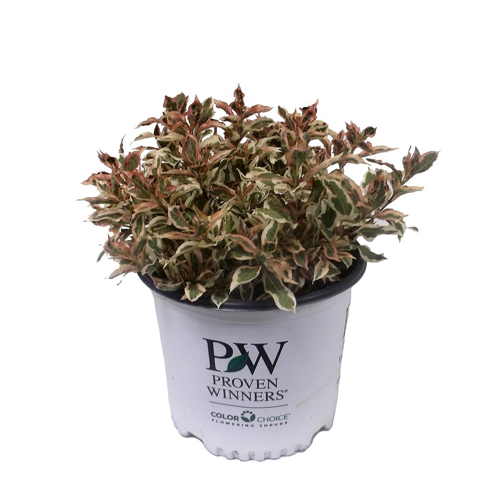 Lowe's NURSERY Wine and Roses Weigela Shrub in 3-Gallon