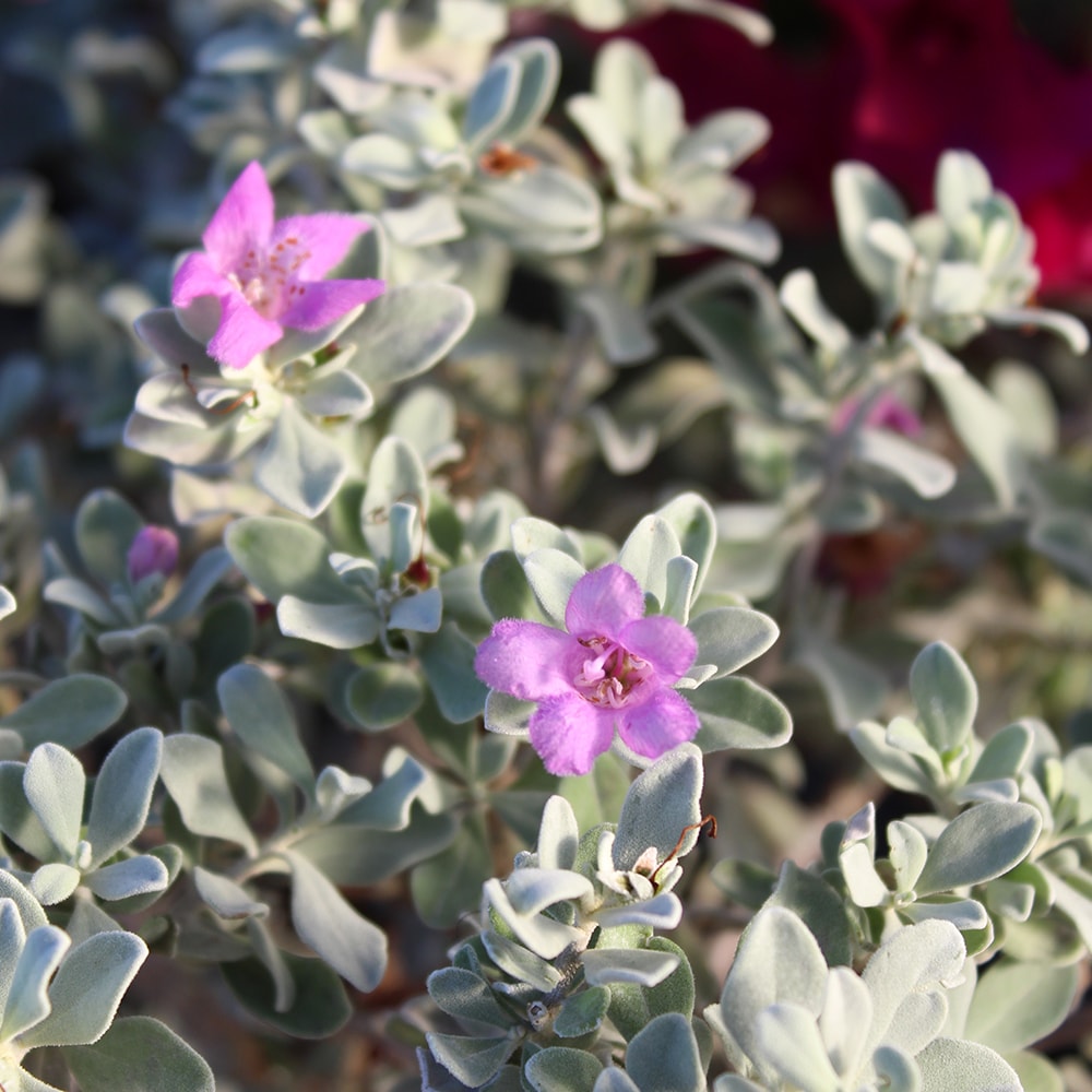 Altman Plants Purple Silverado Sage Flowering Shrub in 2.5Quart Pot in