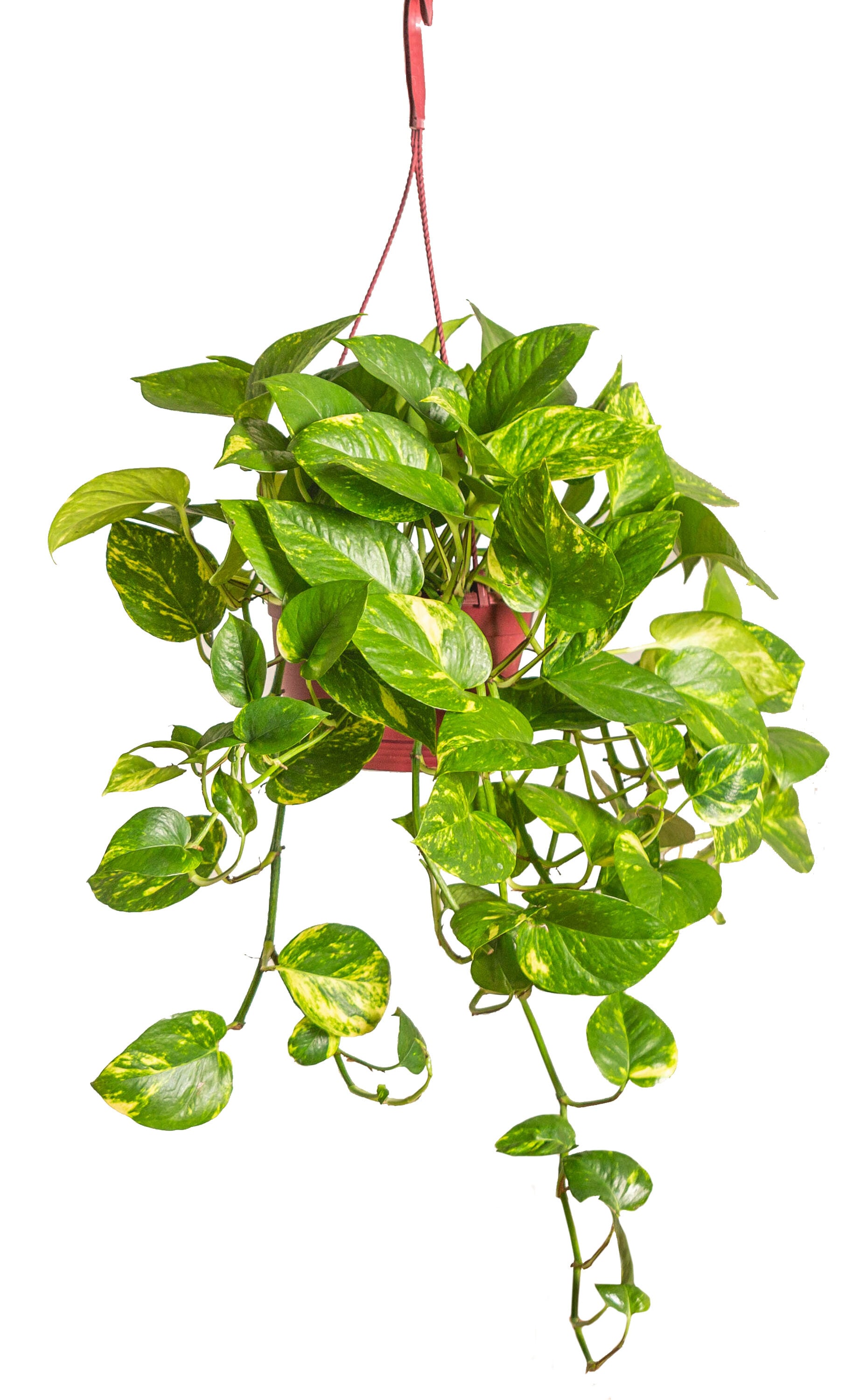 LiveTrends Live Golden Pothos Hanging Plant House 8-in Hanging Basket the House Plants department at Lowes.com