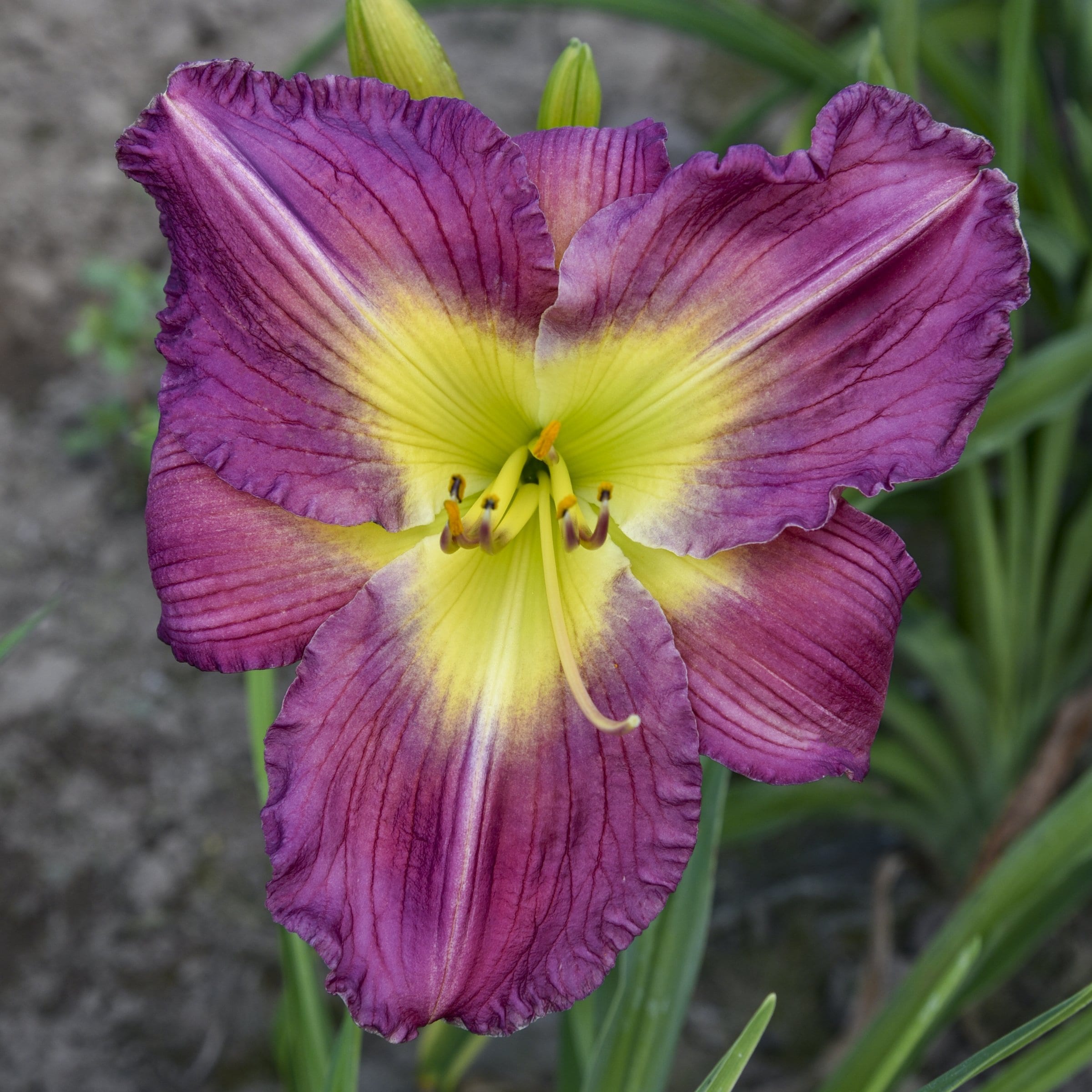 National Plant Network LW2608 perennials - View #3
