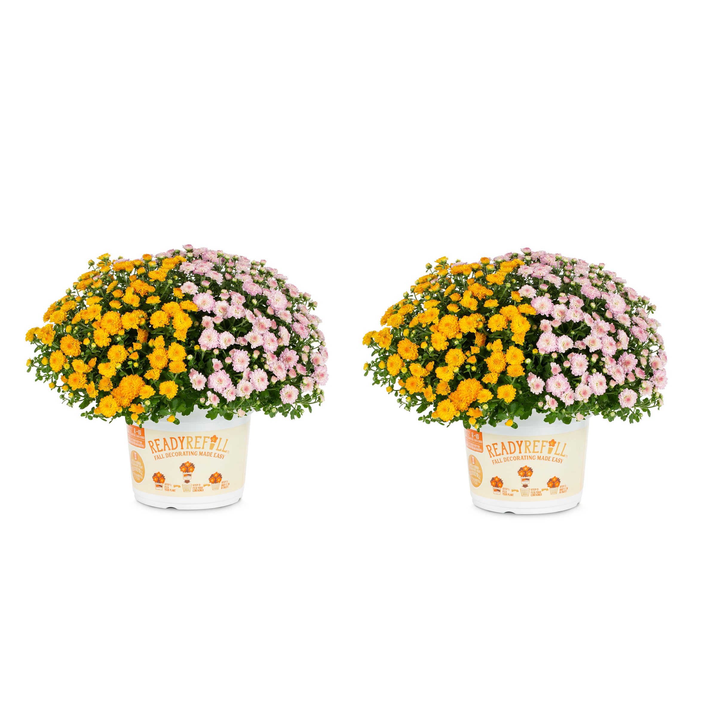 Ready Refill 4380 Multicolor Mum in 3 Quart(s) Pot 2 -Pack