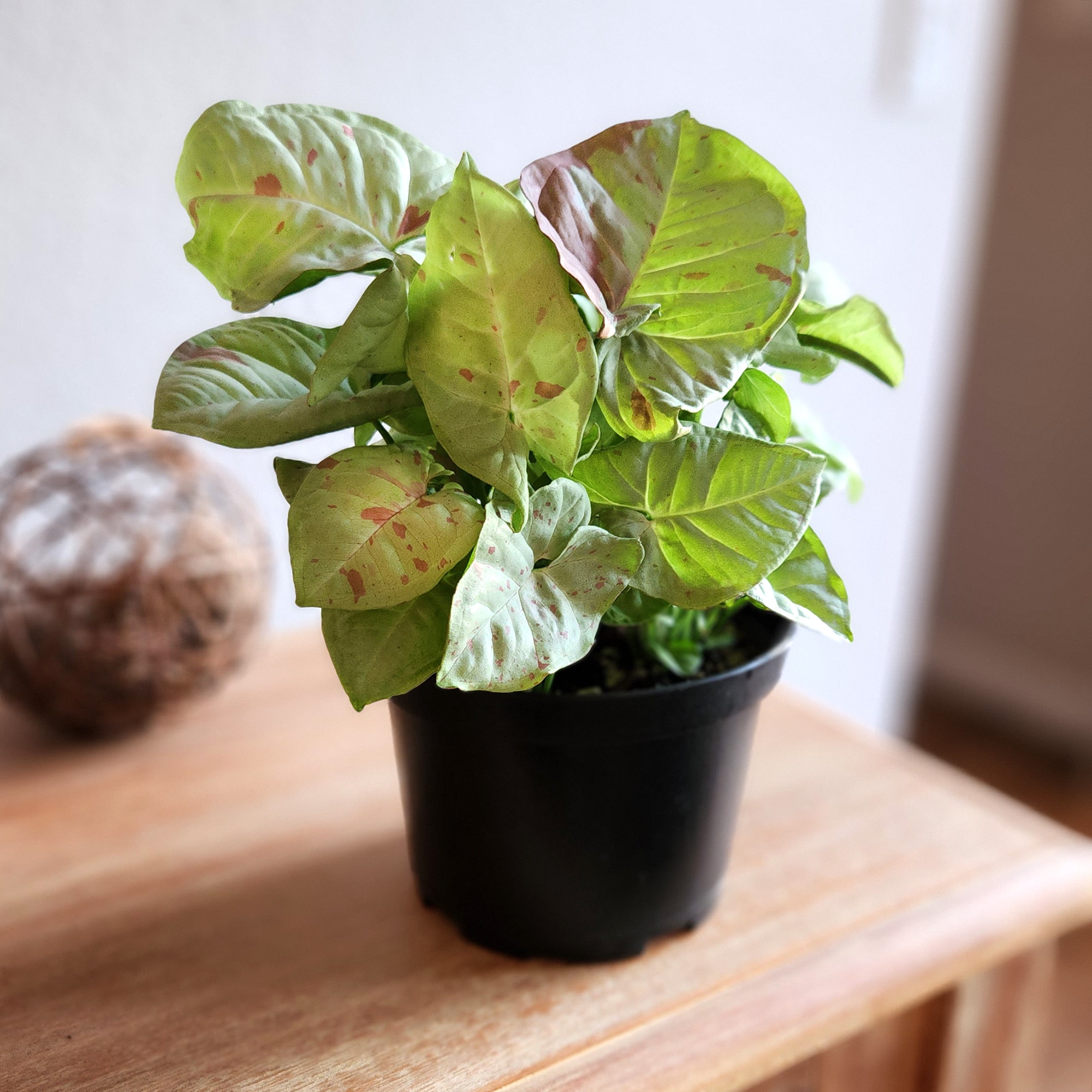 Altman Plants 0881596 hseplants - View #7