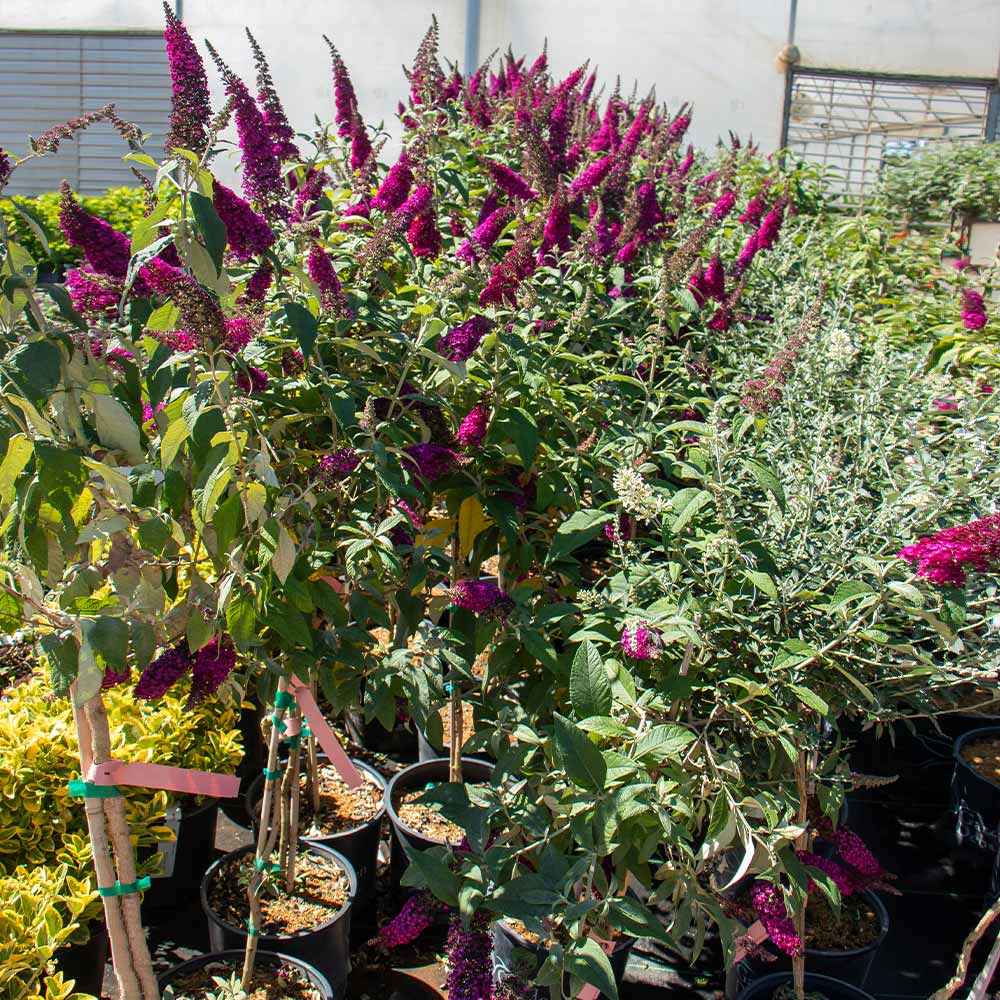 Brighter Blooms 16822 shrubs - View #4
