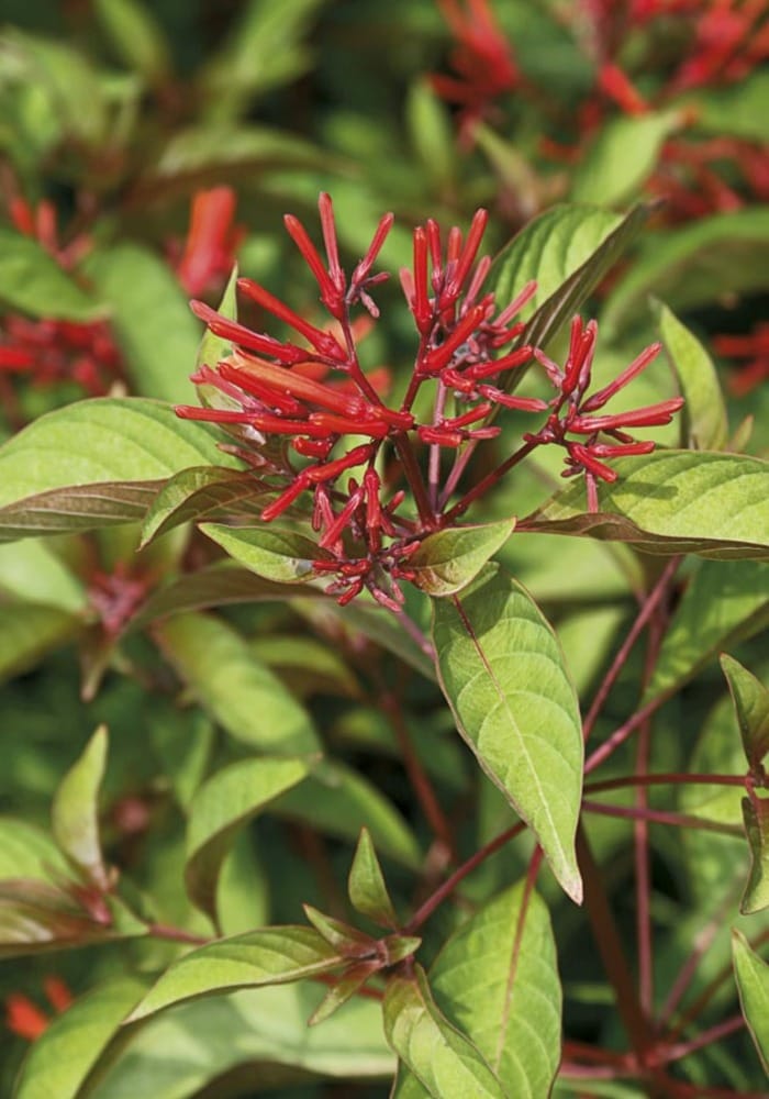 Lowe's NURSERY Red Hummingbird Bush Plant in -Gallon Pot 1.0 -Pack