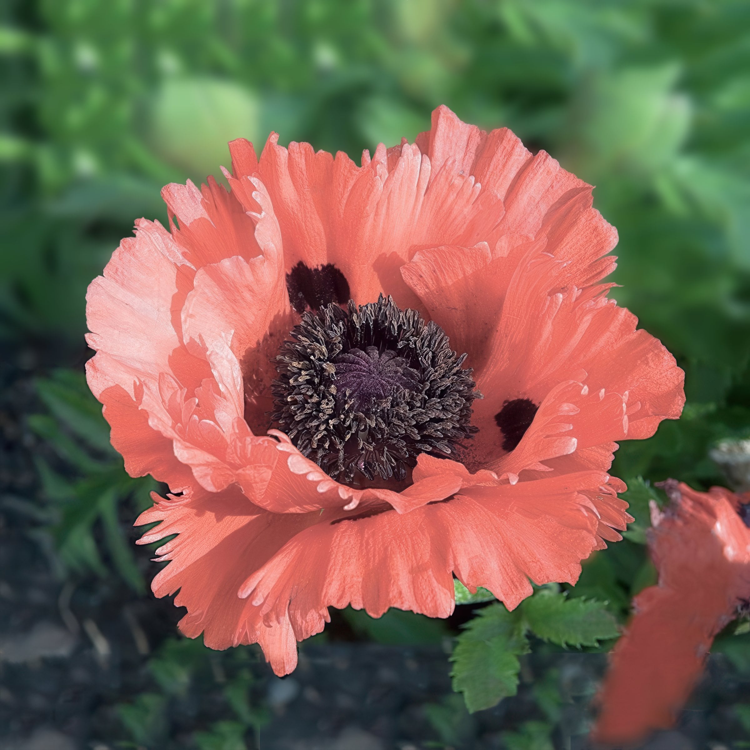 National Plant Network LW2162 Pink Papaver Passionate Pink Oriental Poppy Plant in 4 -Pack Bareroot 4 -Pack