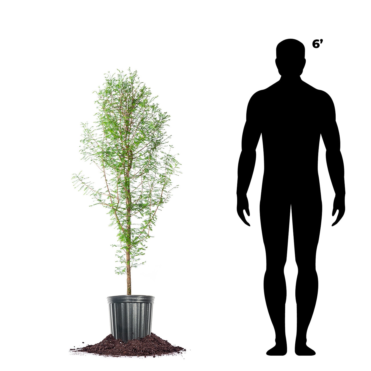 Perfect Plants LOBALDCYPRESS5G trees - View #4