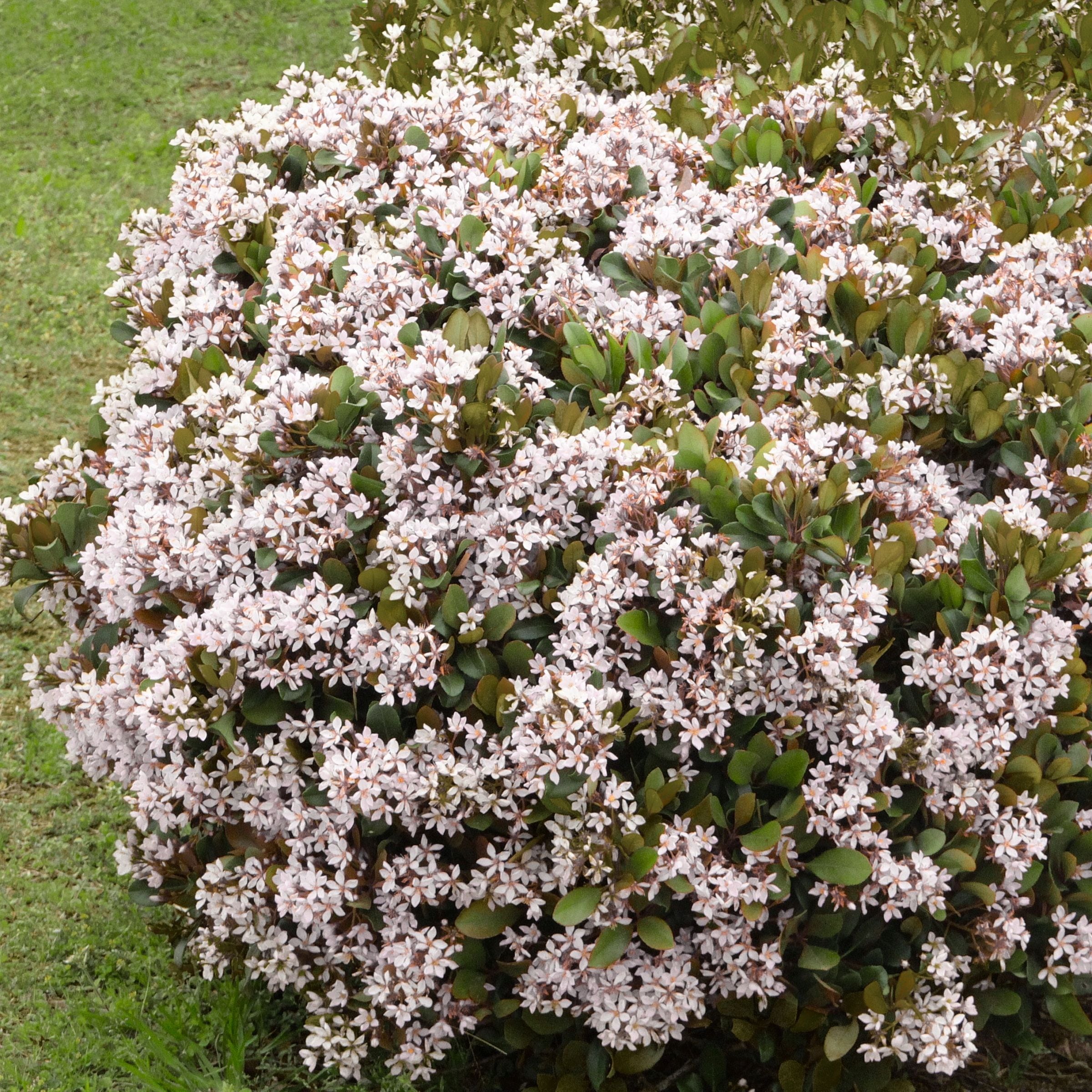 National Plant Network LW7775 shrubs - View #2