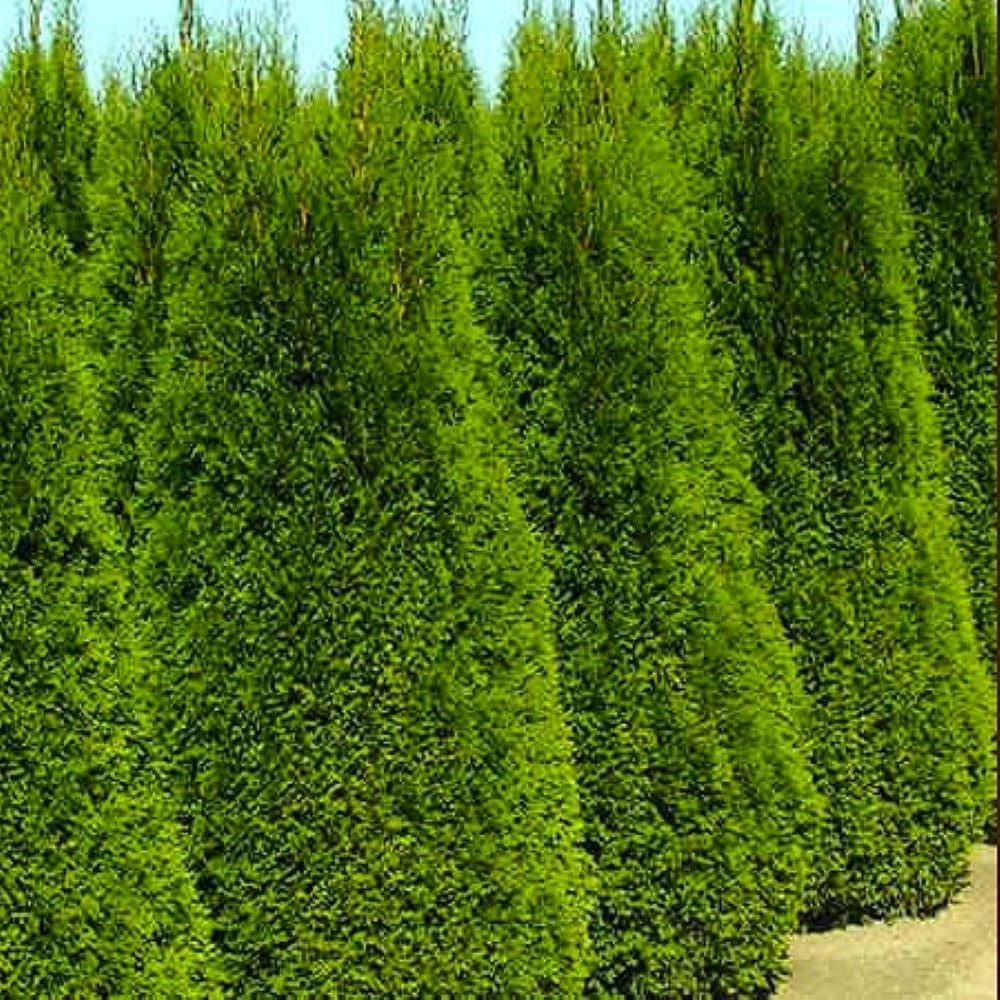 Emerald Green Arborvitae Screening Shrub in 2.5-Quart Pot in the Shrubs ...