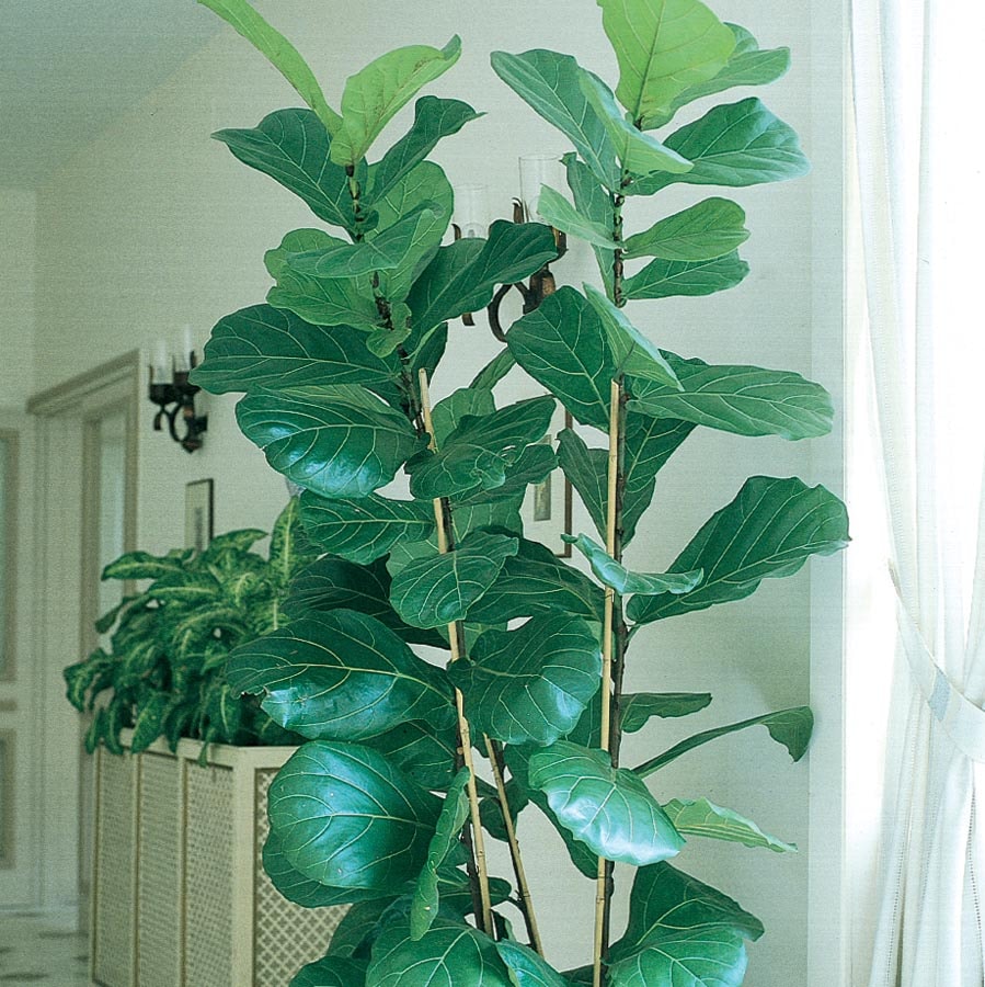 Lowe's NURSERY Fiddleleaf Fig House Plant in 3.75-Gallon Pot