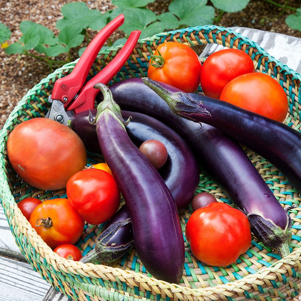 Roasted Eggplant with Herbed Labneh – Bonnie Plants