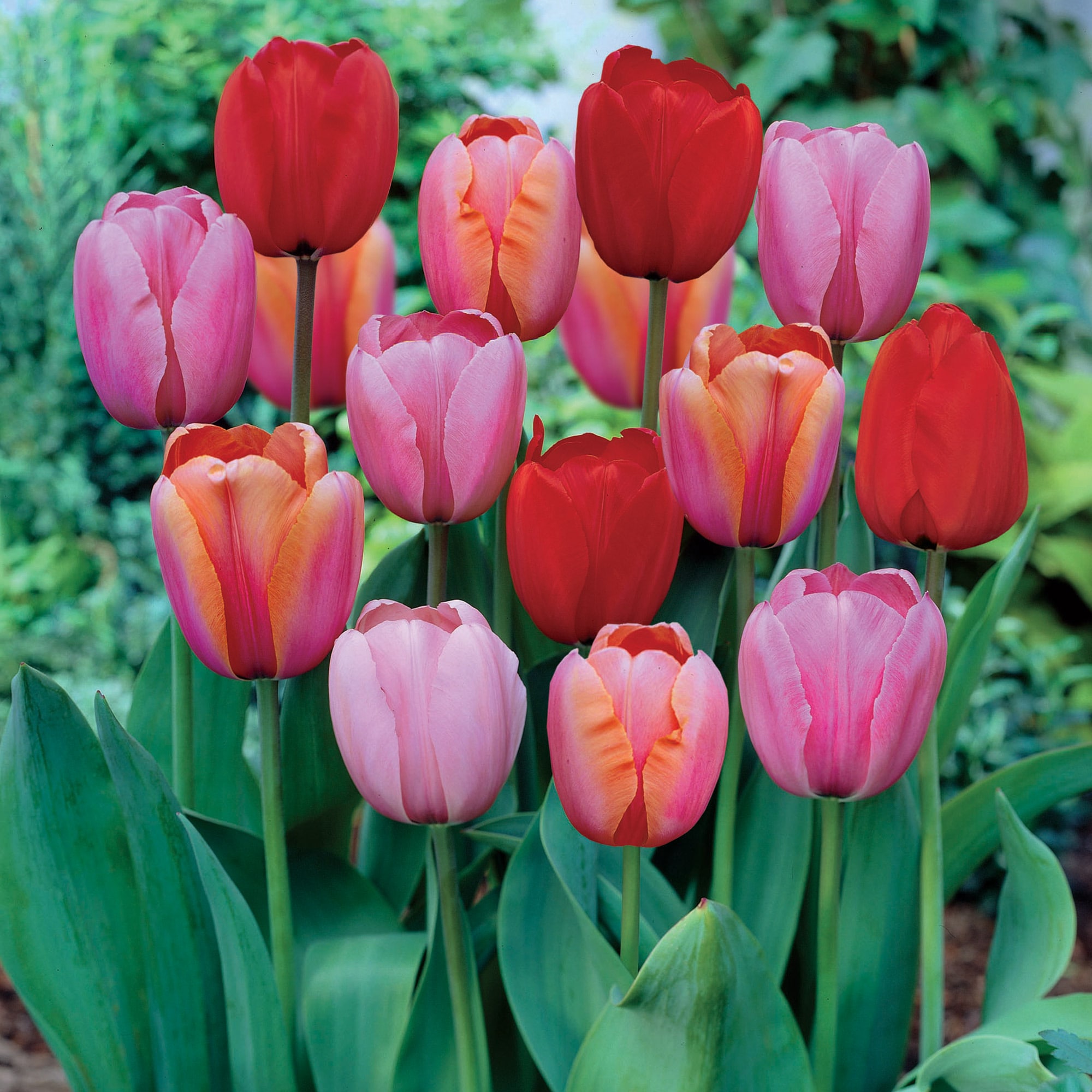 Garden State Bulb ECF-37-100-04 Multicolor Plant To Impress Darwin Hybrid Tulip Bulbs 100 Count
