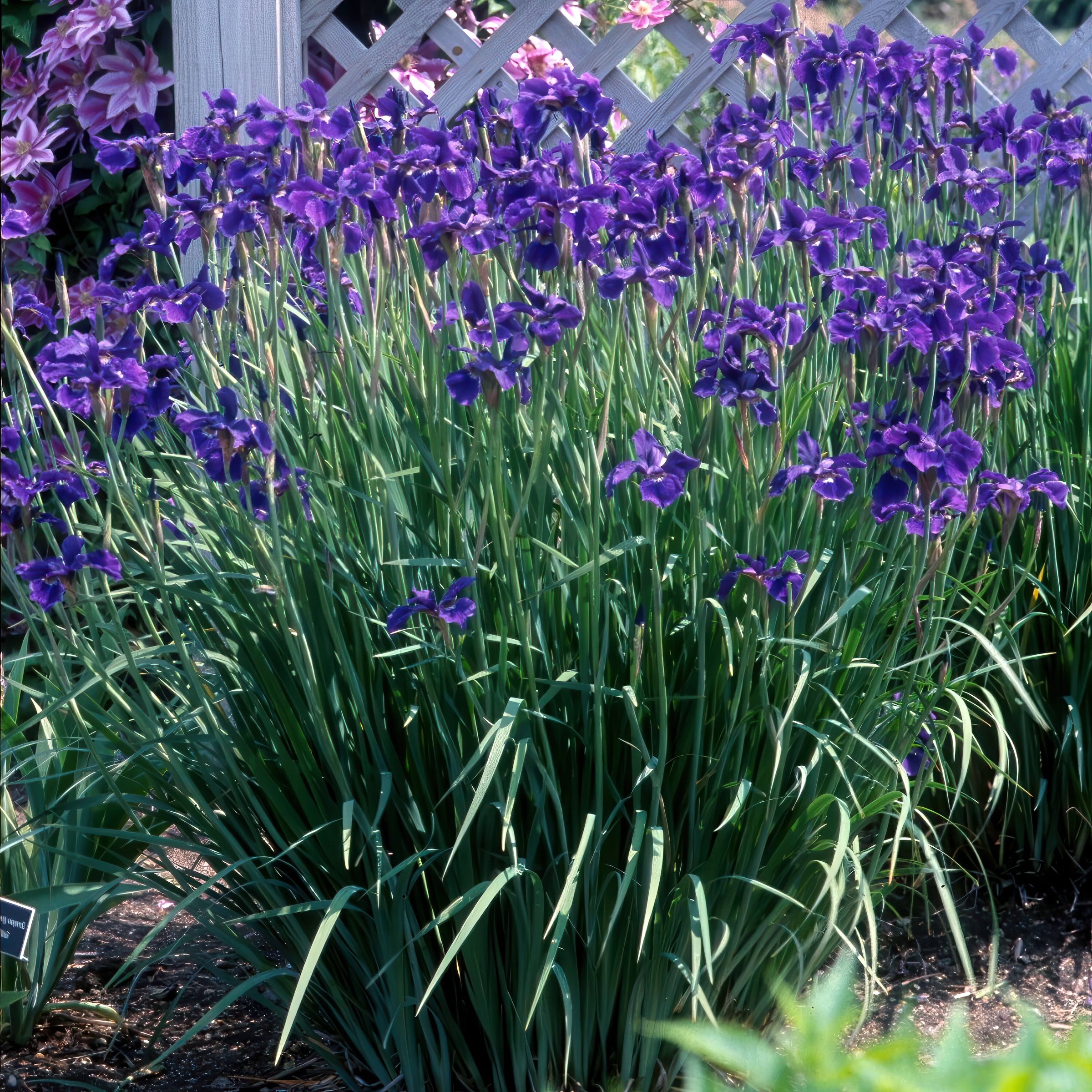 National Plant Network LW1998 perennials - View #4