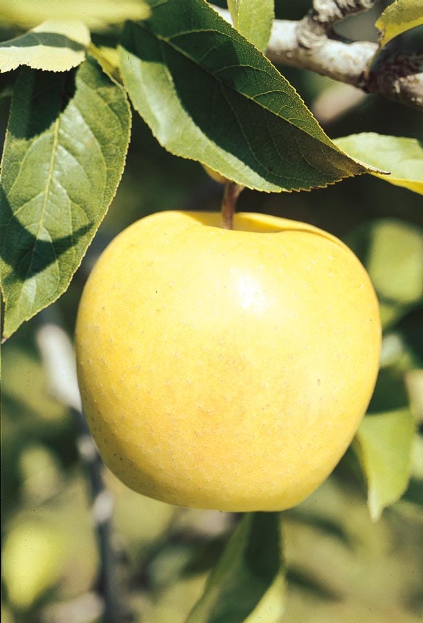 Online Orchards 3 ft. Golden Delicious Apple Tree with Honeyed Sweet Light Gold Fruit