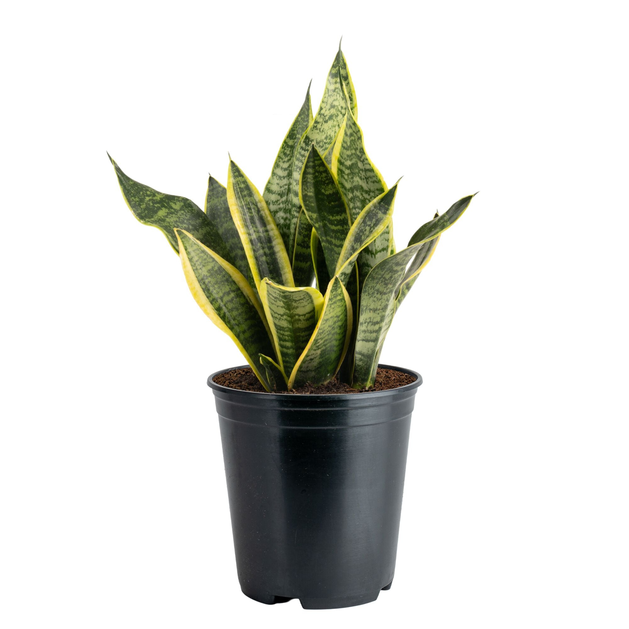 Costa Farms Sansevieria Snake Plant House plant in 5 Inch(es) Pot 1 -Pack