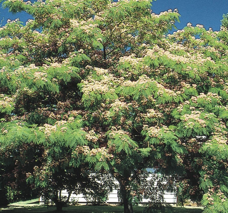 Lowe's ALBJUS0005 3-Gallons Pink Flowering Mimosa Tree